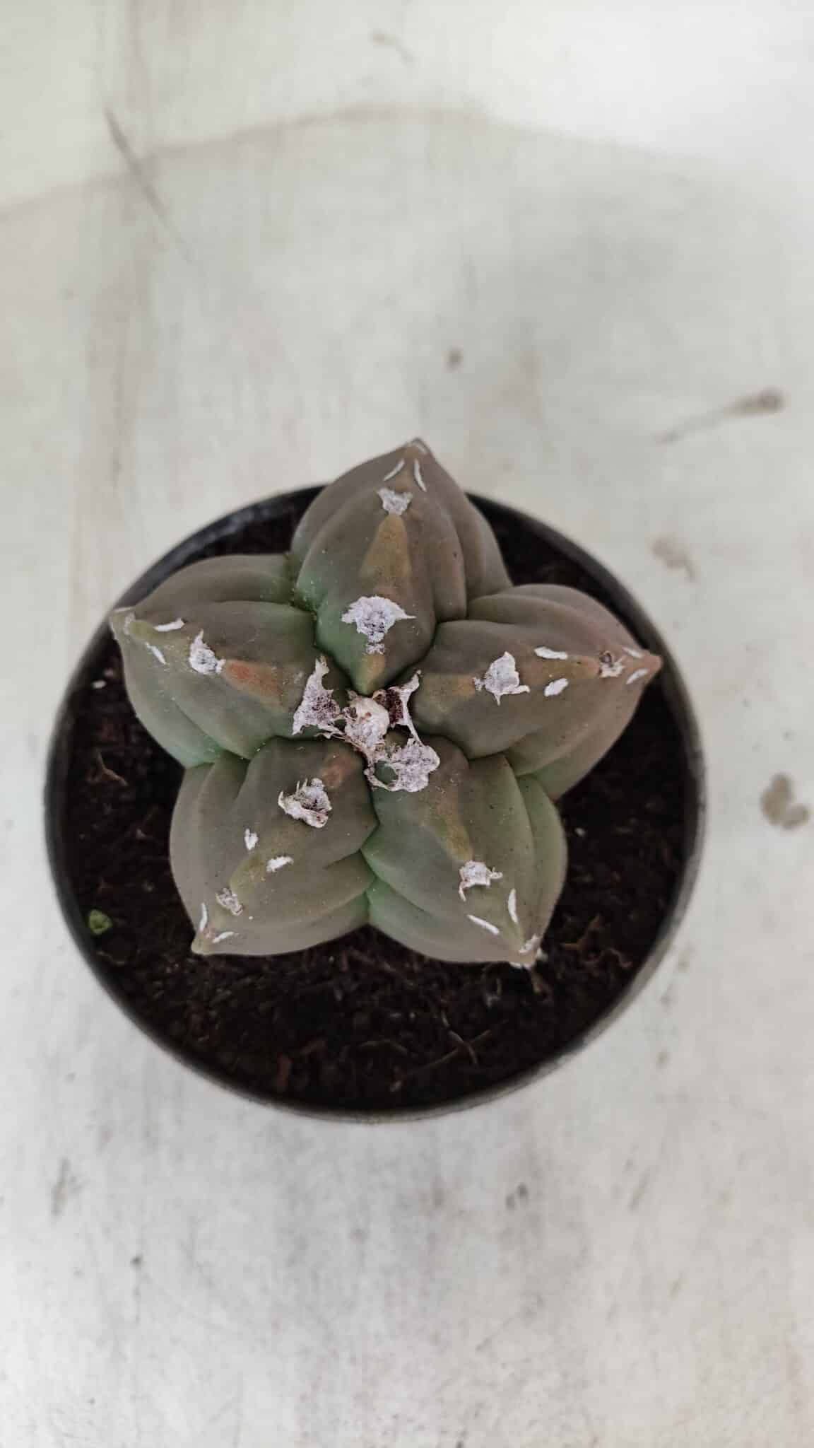 ASTROPHYTUM cv KIKKO  Nº 980 – vaso 11