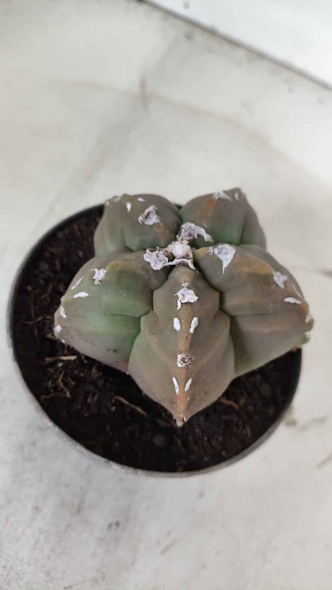 ASTROPHYTUM cv KIKKO  Nº 980 – vaso 11