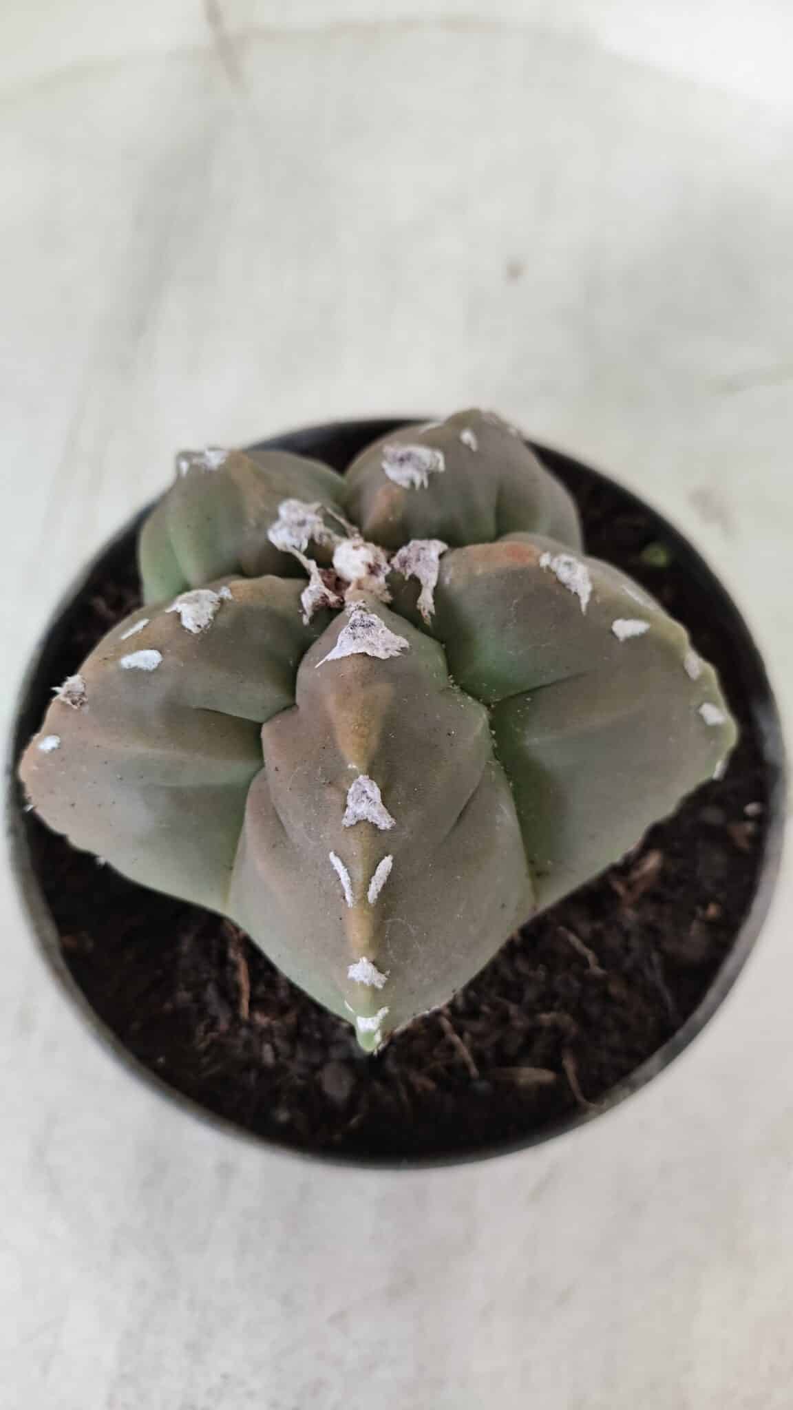 ASTROPHYTUM cv KIKKO  Nº 980 – vaso 11