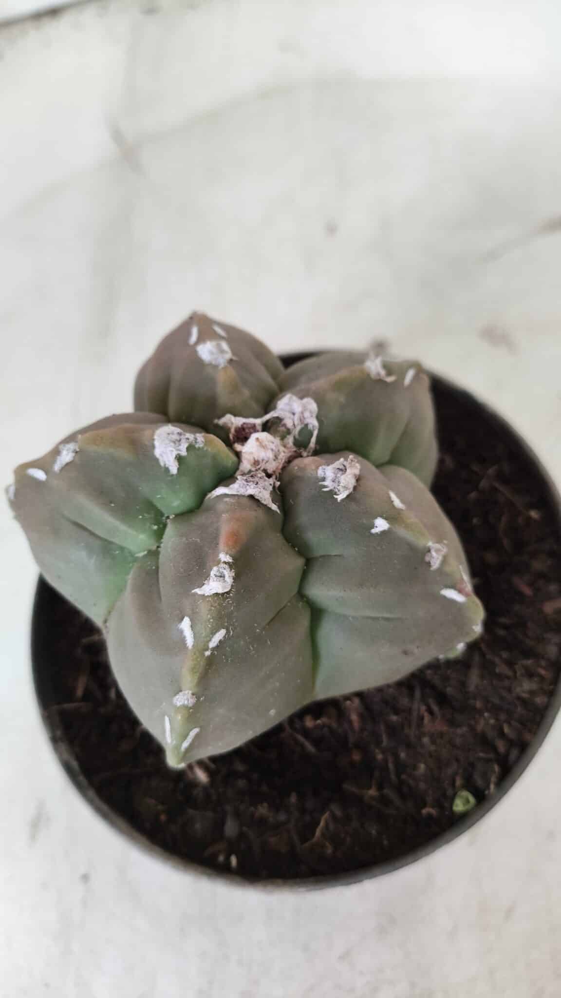 ASTROPHYTUM cv KIKKO  Nº 980 – vaso 11