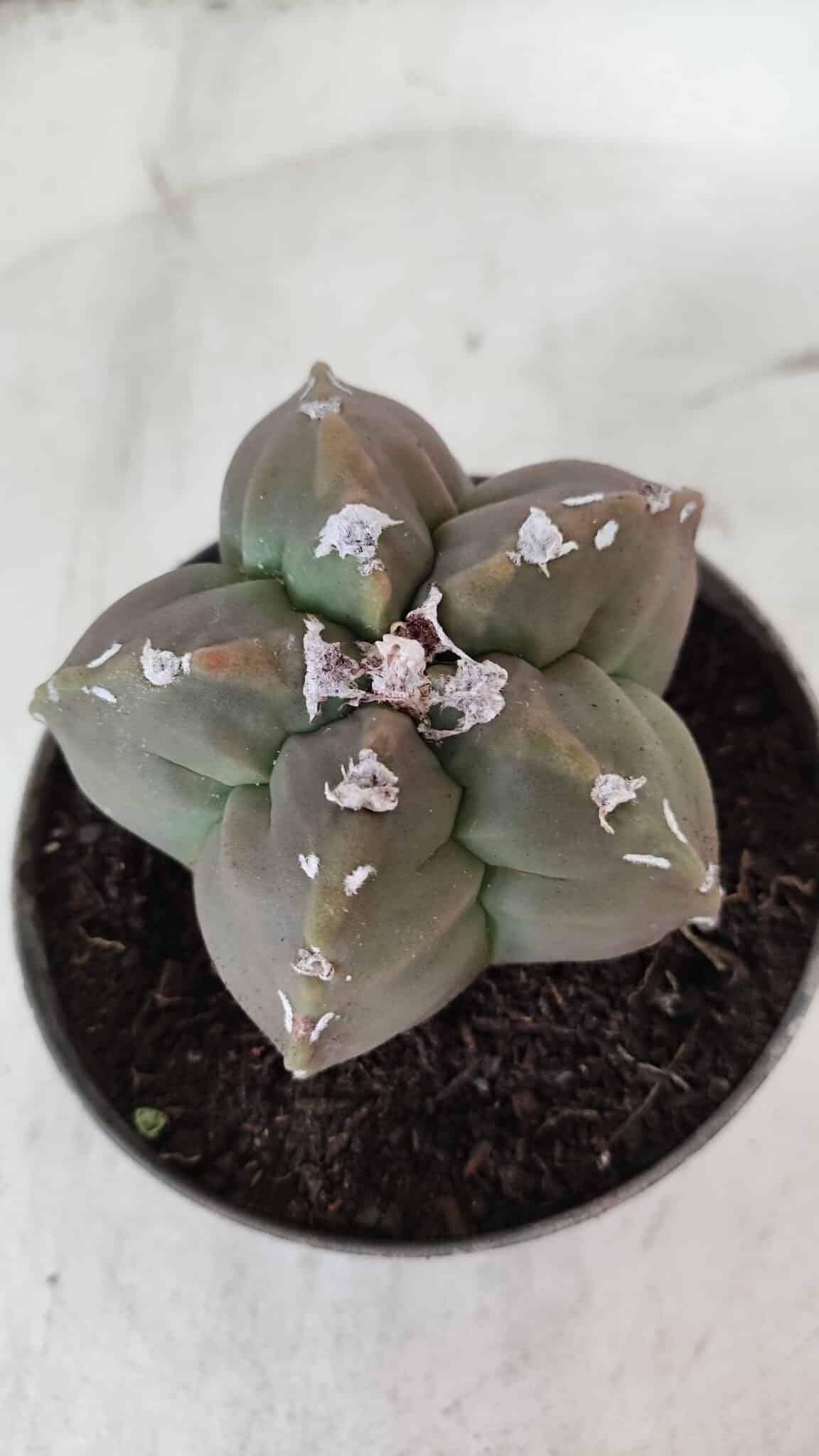 ASTROPHYTUM cv KIKKO  Nº 980 – vaso 11
