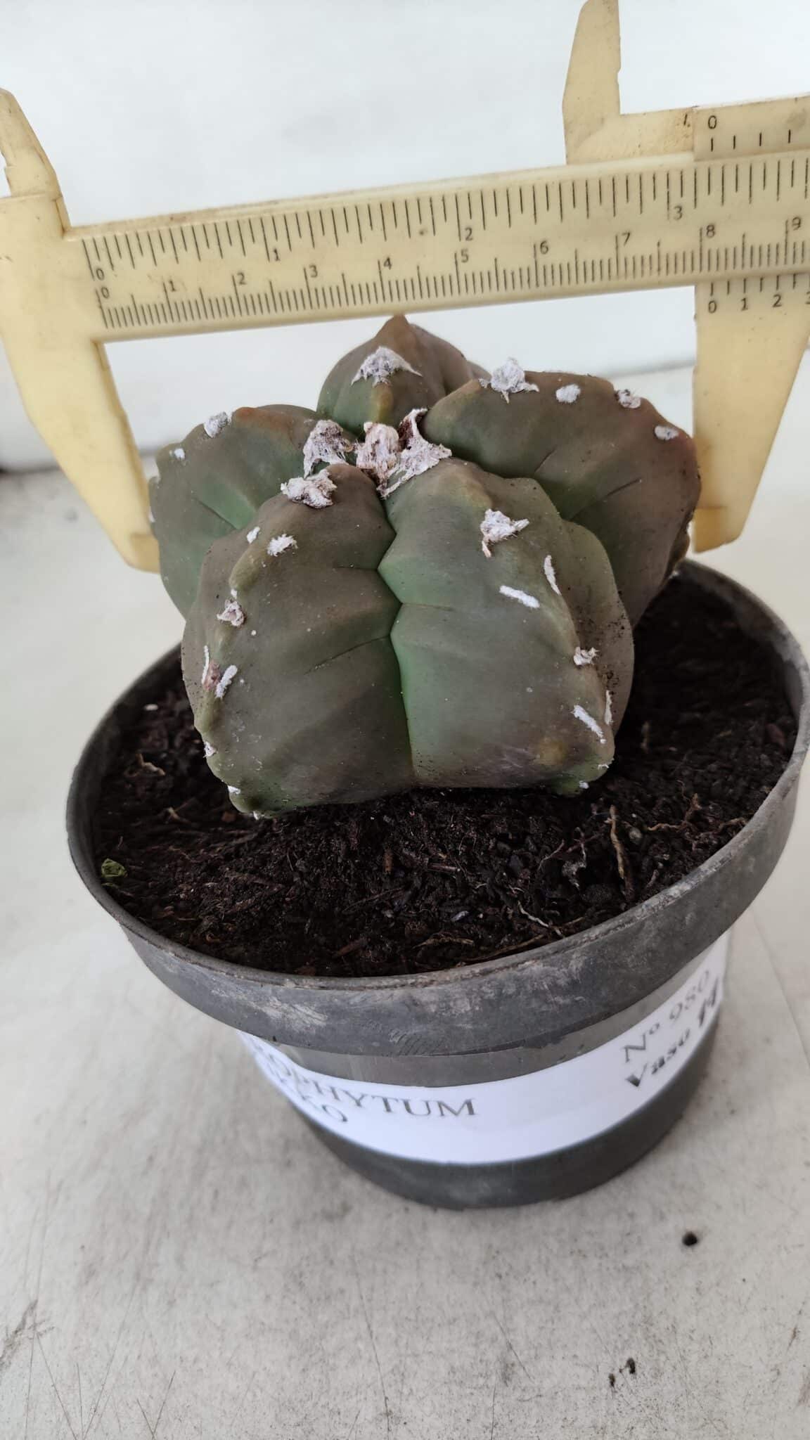 ASTROPHYTUM cv KIKKO  Nº 980 – vaso 11