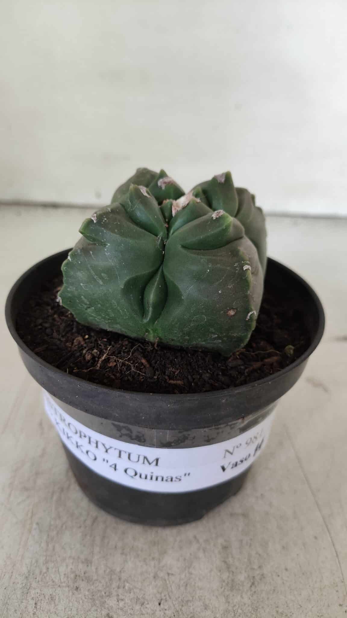 ASTROPHYTUM cv KIKKO "4 Quinas"  Nº 981 – vaso 11