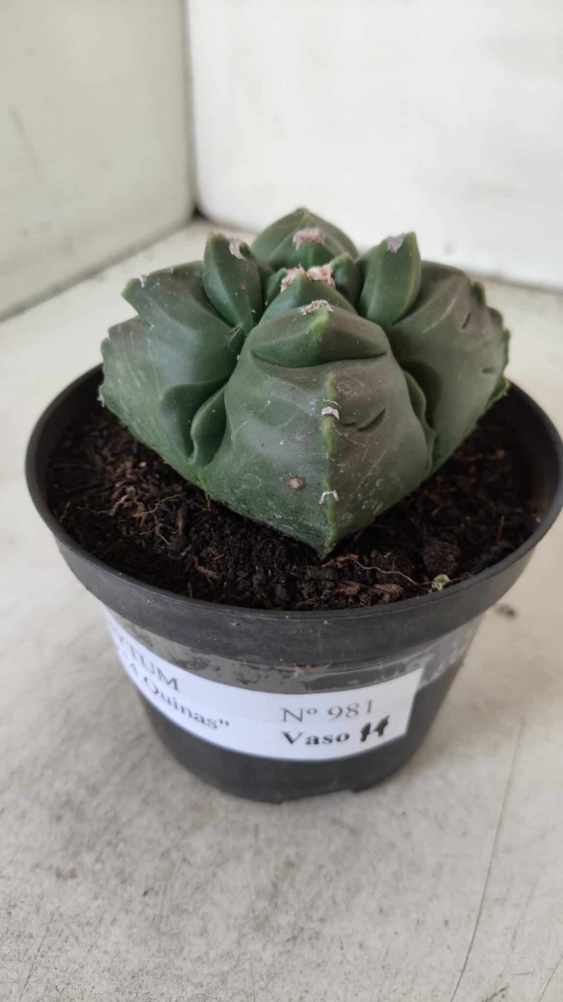 ASTROPHYTUM cv KIKKO "4 Quinas"  Nº 981 – vaso 11