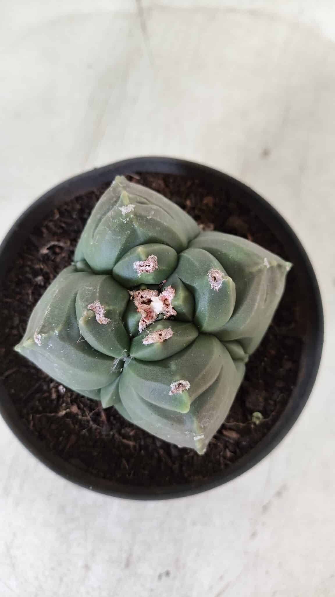 ASTROPHYTUM cv KIKKO "4 Quinas"  Nº 981 – vaso 11