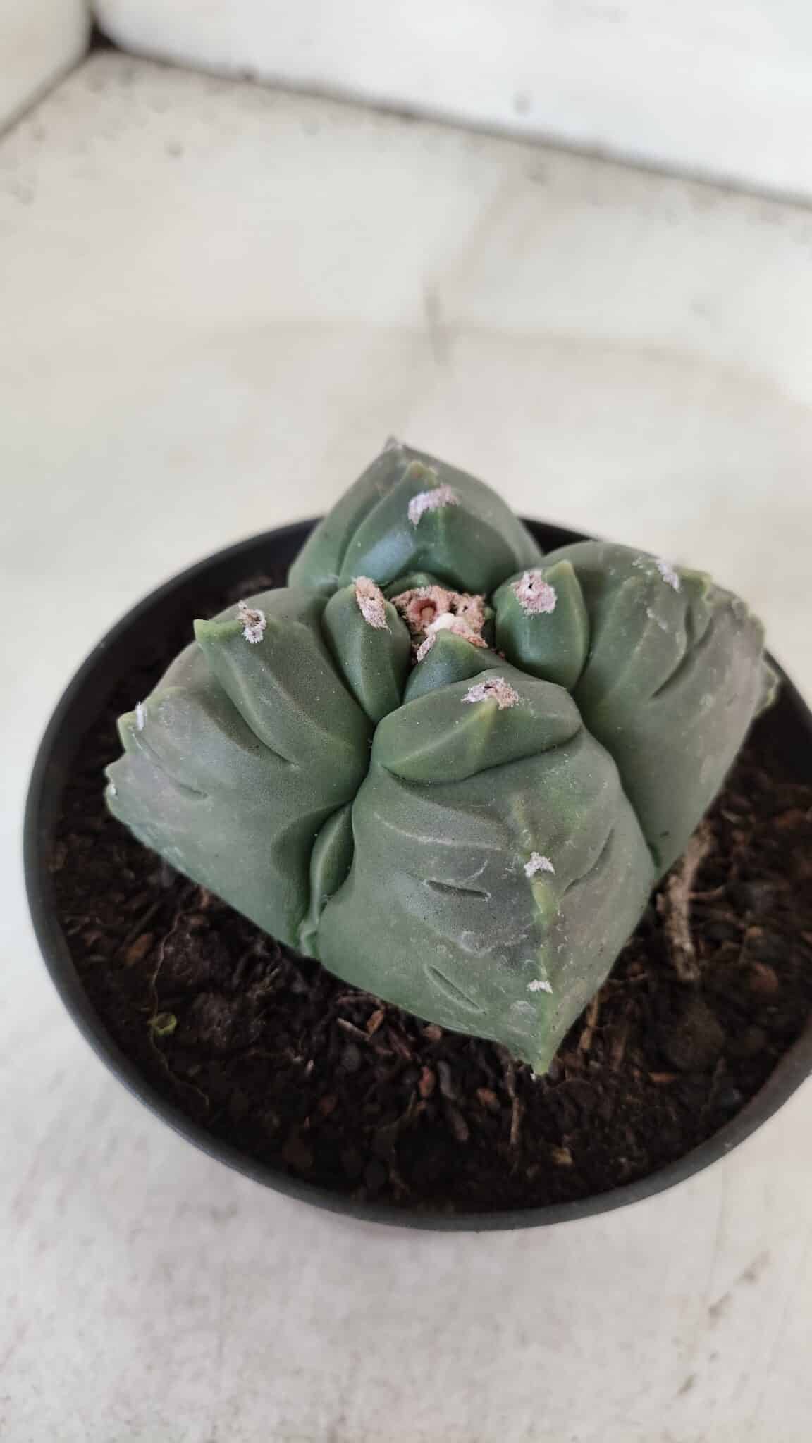 ASTROPHYTUM cv KIKKO "4 Quinas"  Nº 981 – vaso 11