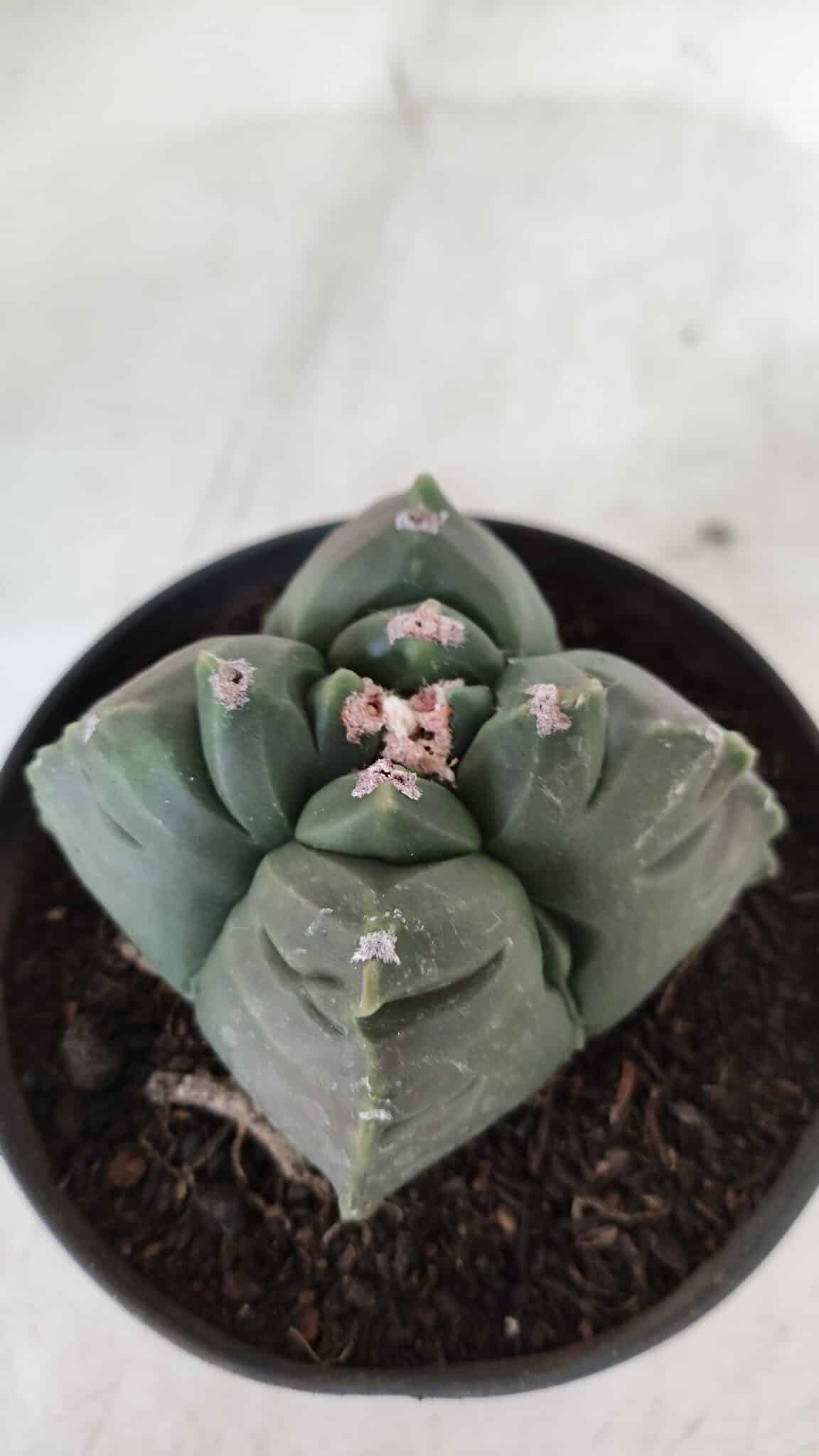 ASTROPHYTUM cv KIKKO "4 Quinas"  Nº 981 – vaso 11