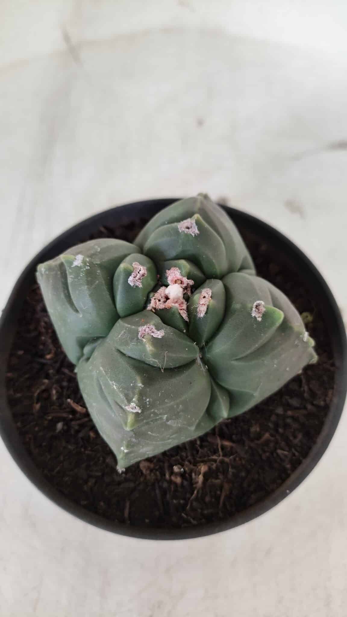 ASTROPHYTUM cv KIKKO "4 Quinas"  Nº 981 – vaso 11