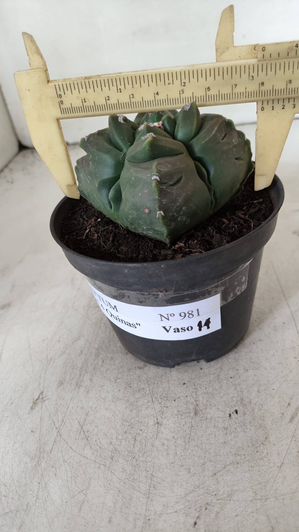 ASTROPHYTUM cv KIKKO "4 Quinas"  Nº 981 – vaso 11