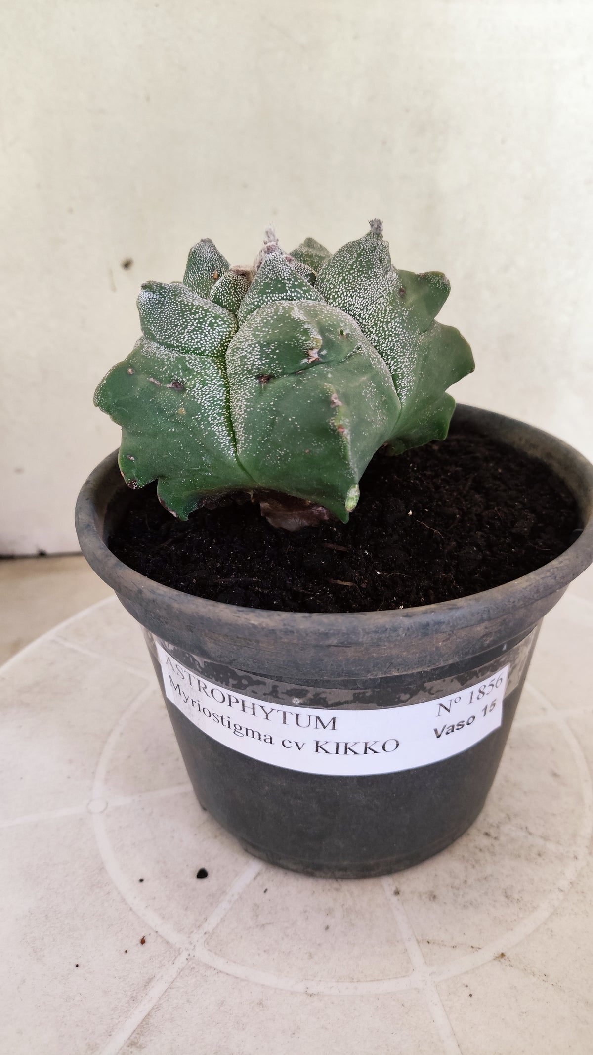 ASTROPHYTUM cv KIKKO   Nº 1856 – vaso 15