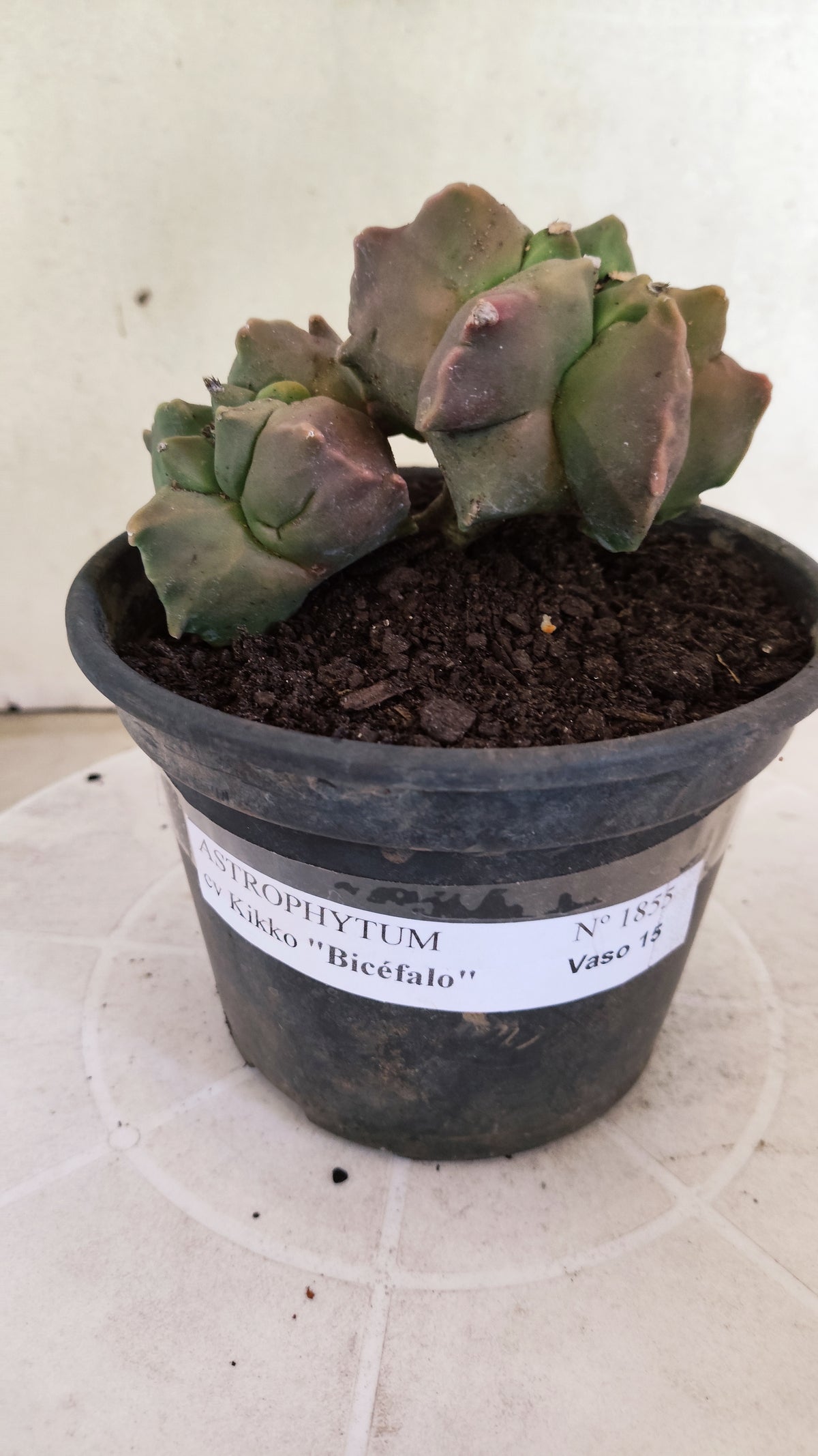 MATRIZ ASTROPHYTUM cv KIKKO "BICÉFALO"  Nº 1855 – vaso 15