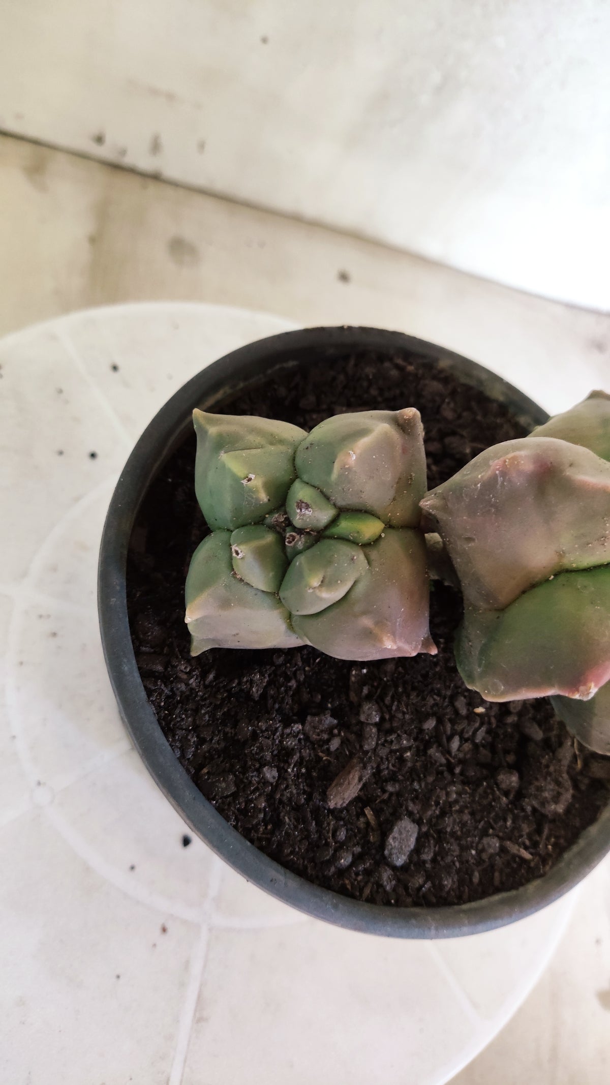 MATRIZ ASTROPHYTUM cv KIKKO "BICÉFALO"  Nº 1855 – vaso 15