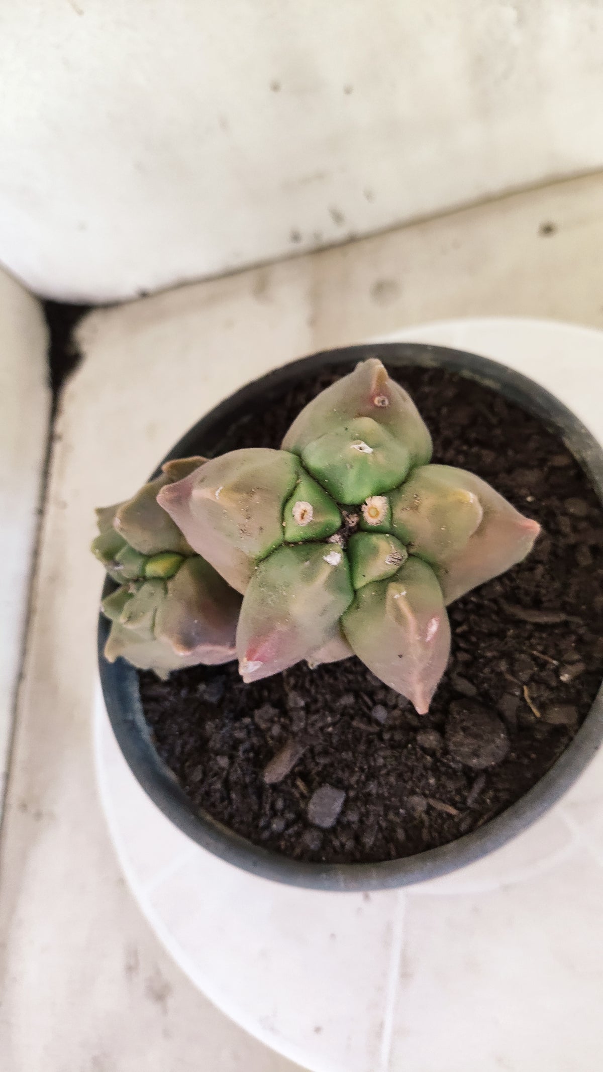 MATRIZ ASTROPHYTUM cv KIKKO "BICÉFALO"  Nº 1855 – vaso 15