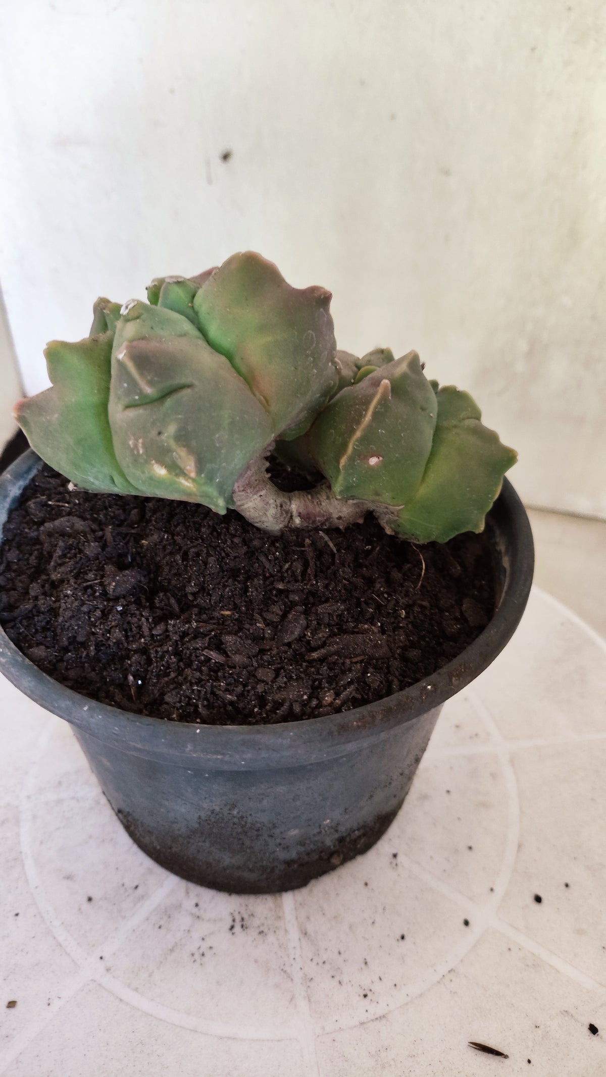 MATRIZ ASTROPHYTUM cv KIKKO "BICÉFALO"  Nº 1855 – vaso 15