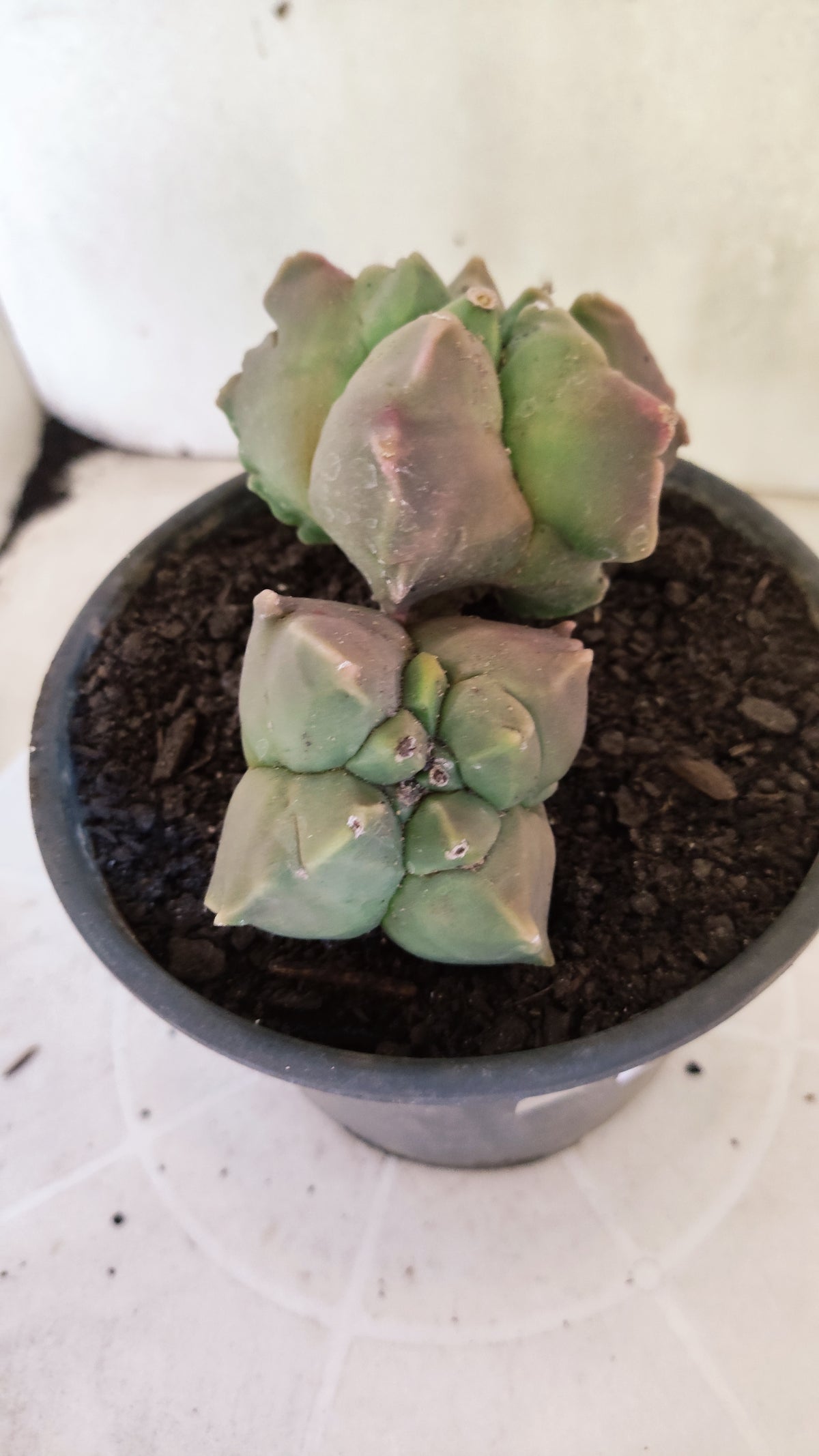MATRIZ ASTROPHYTUM cv KIKKO "BICÉFALO"  Nº 1855 – vaso 15
