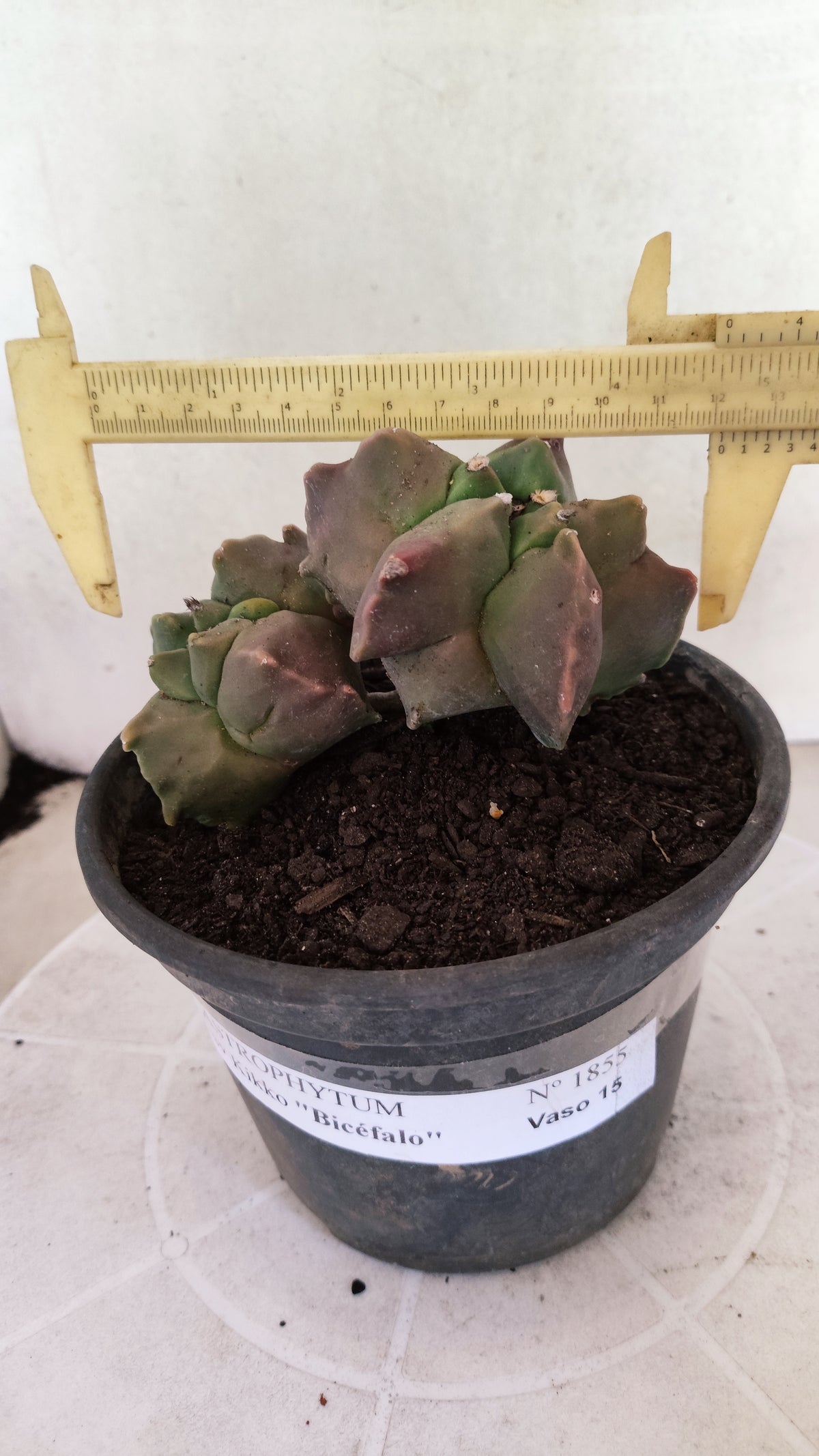 MATRIZ ASTROPHYTUM cv KIKKO "BICÉFALO"  Nº 1855 – vaso 15