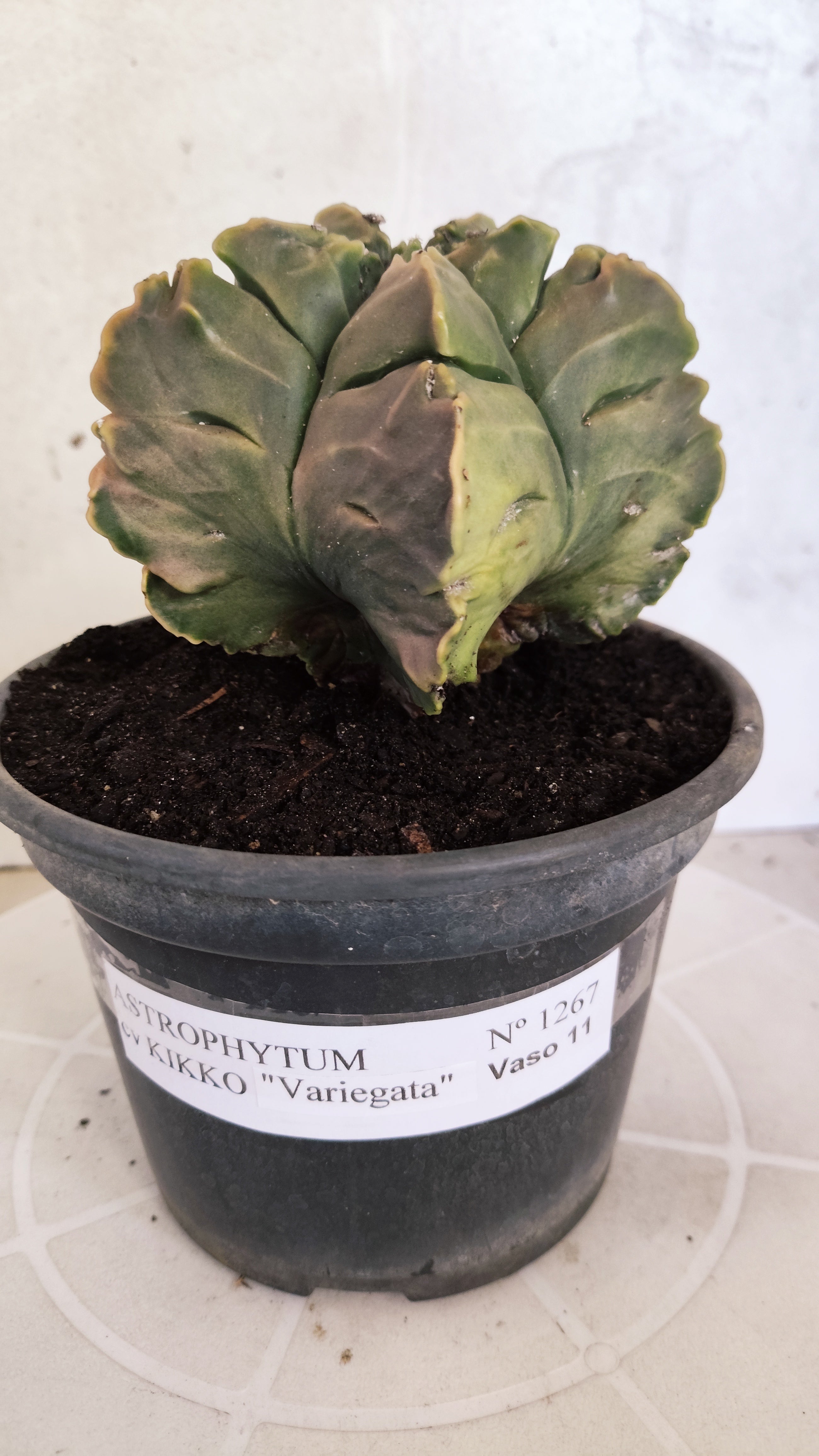 ASTROPHYTUM cv KIKKO Nº 1267 "Variegata" - vaso 15