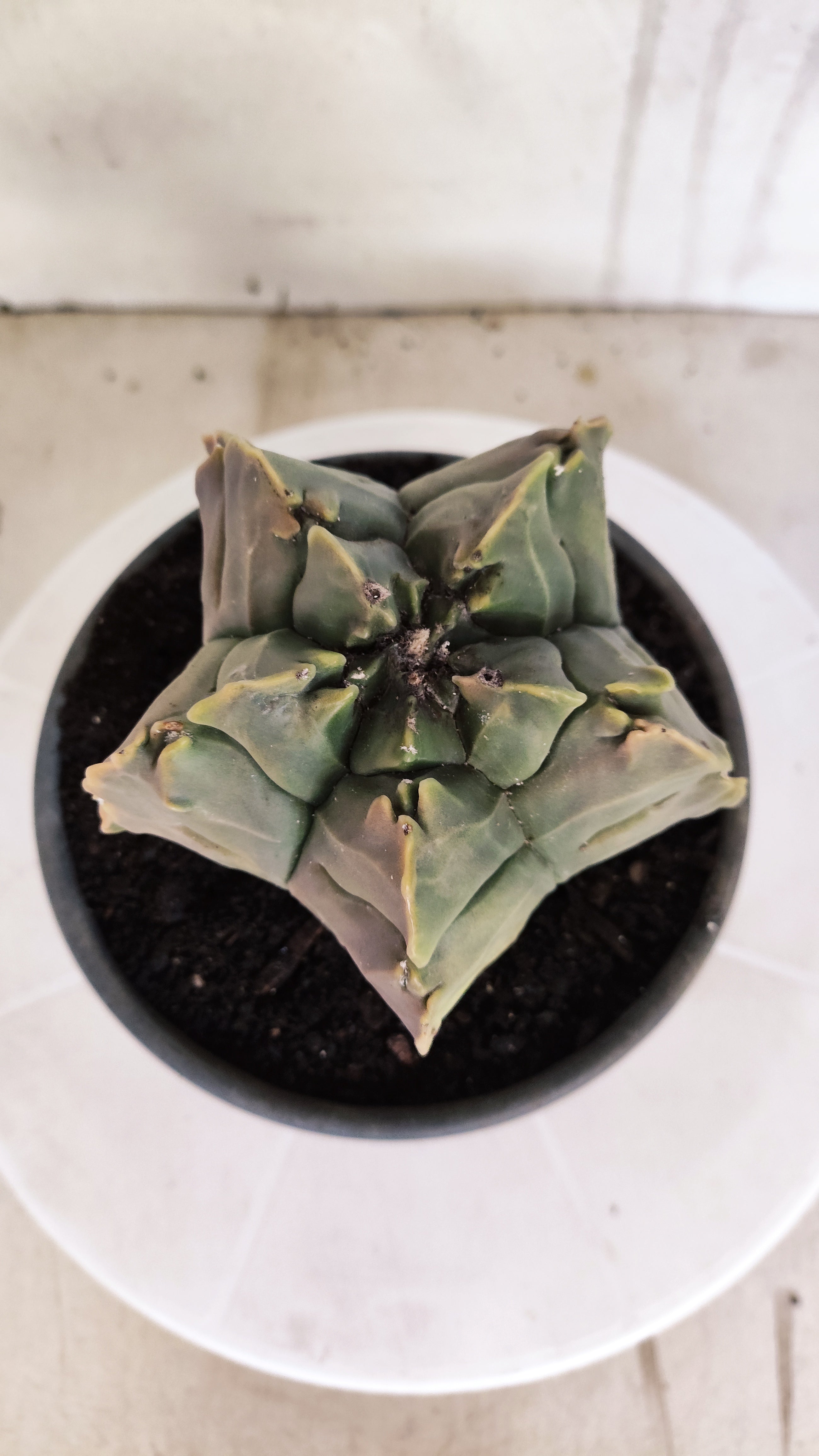 ASTROPHYTUM cv KIKKO Nº 1267 "Variegata" - vaso 15