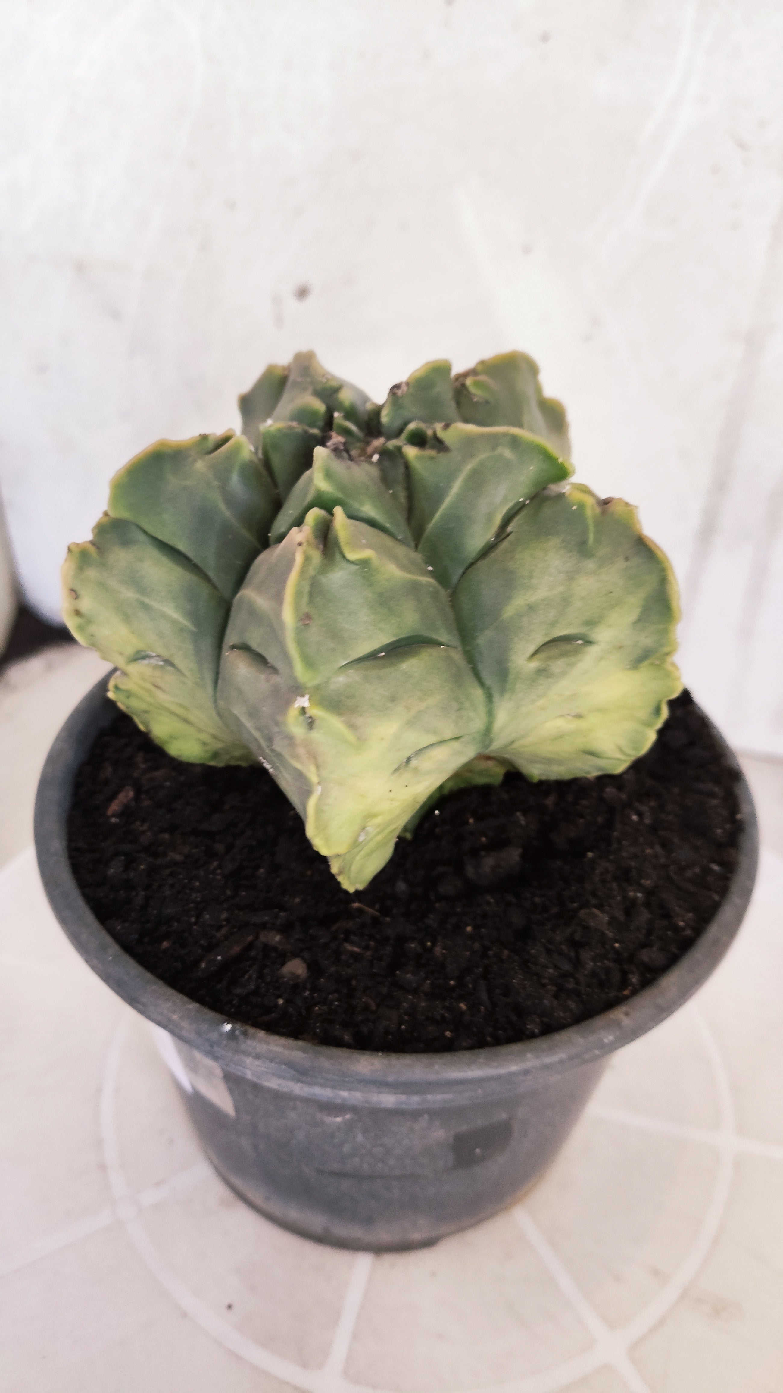 ASTROPHYTUM cv KIKKO Nº 1267 "Variegata" - vaso 15
