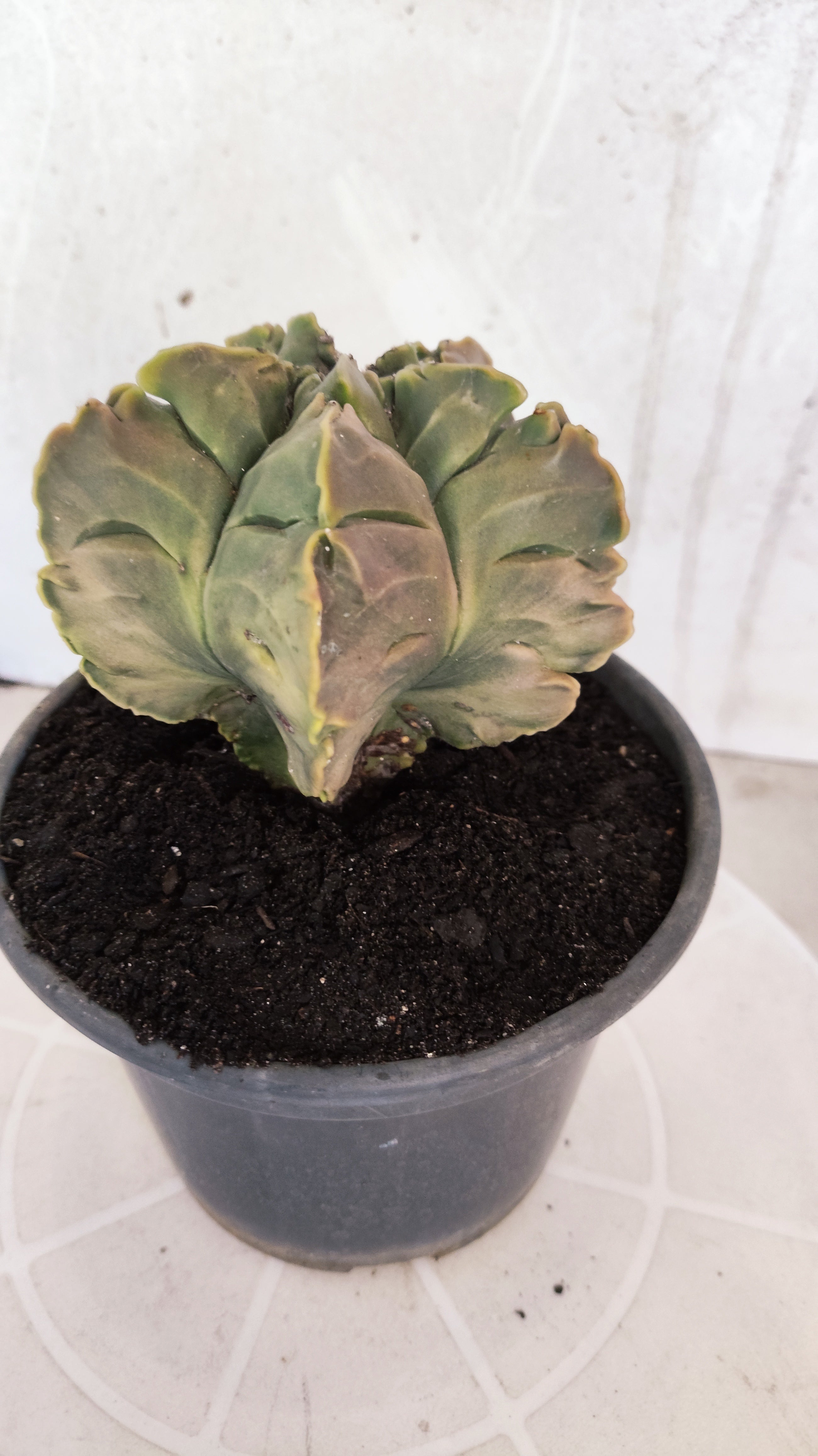 ASTROPHYTUM cv KIKKO Nº 1267 "Variegata" - vaso 15