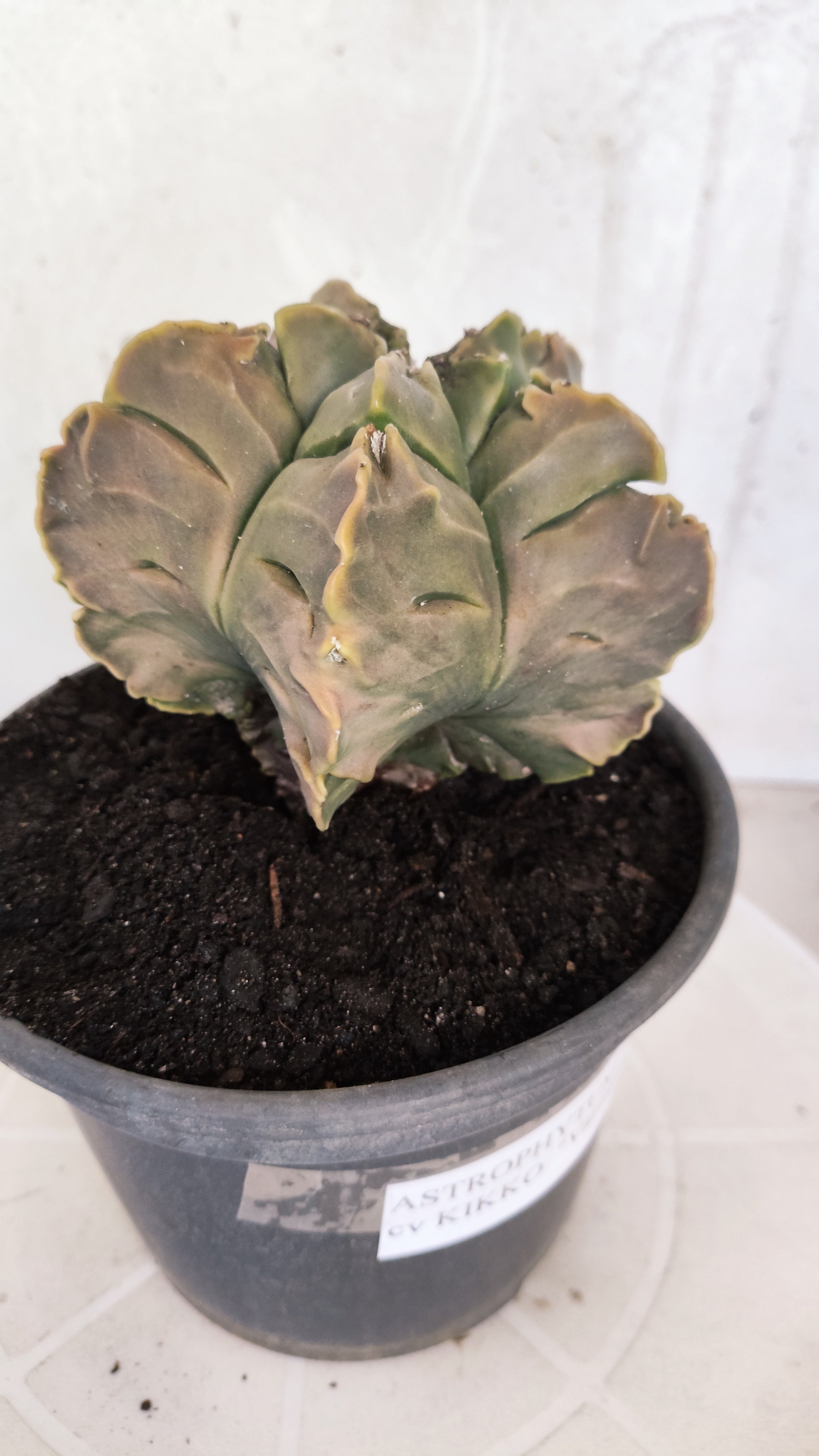 ASTROPHYTUM cv KIKKO Nº 1267 "Variegata" - vaso 15