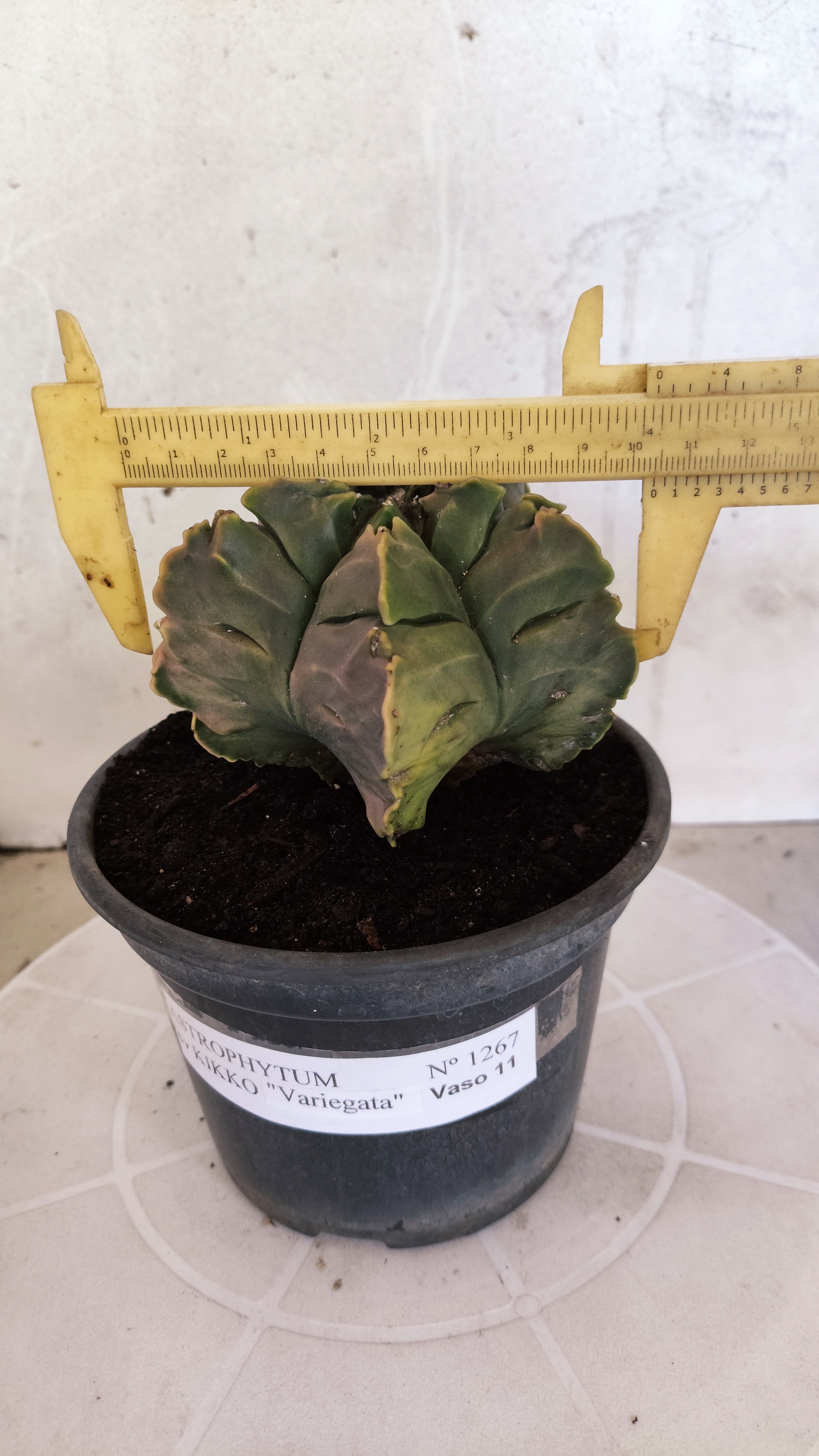 ASTROPHYTUM cv KIKKO Nº 1267 "Variegata" - vaso 15
