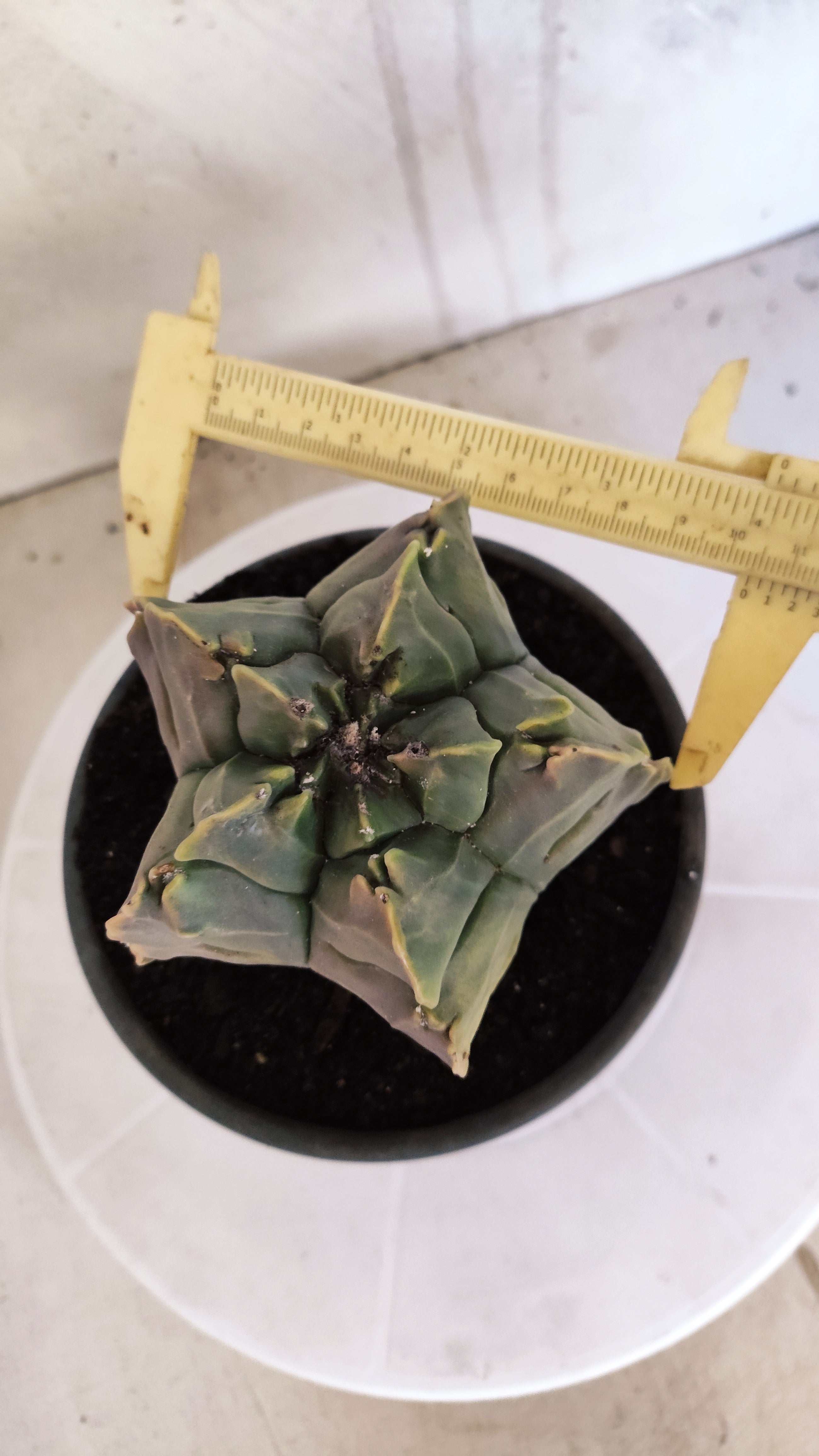 ASTROPHYTUM cv KIKKO Nº 1267 "Variegata" - vaso 15