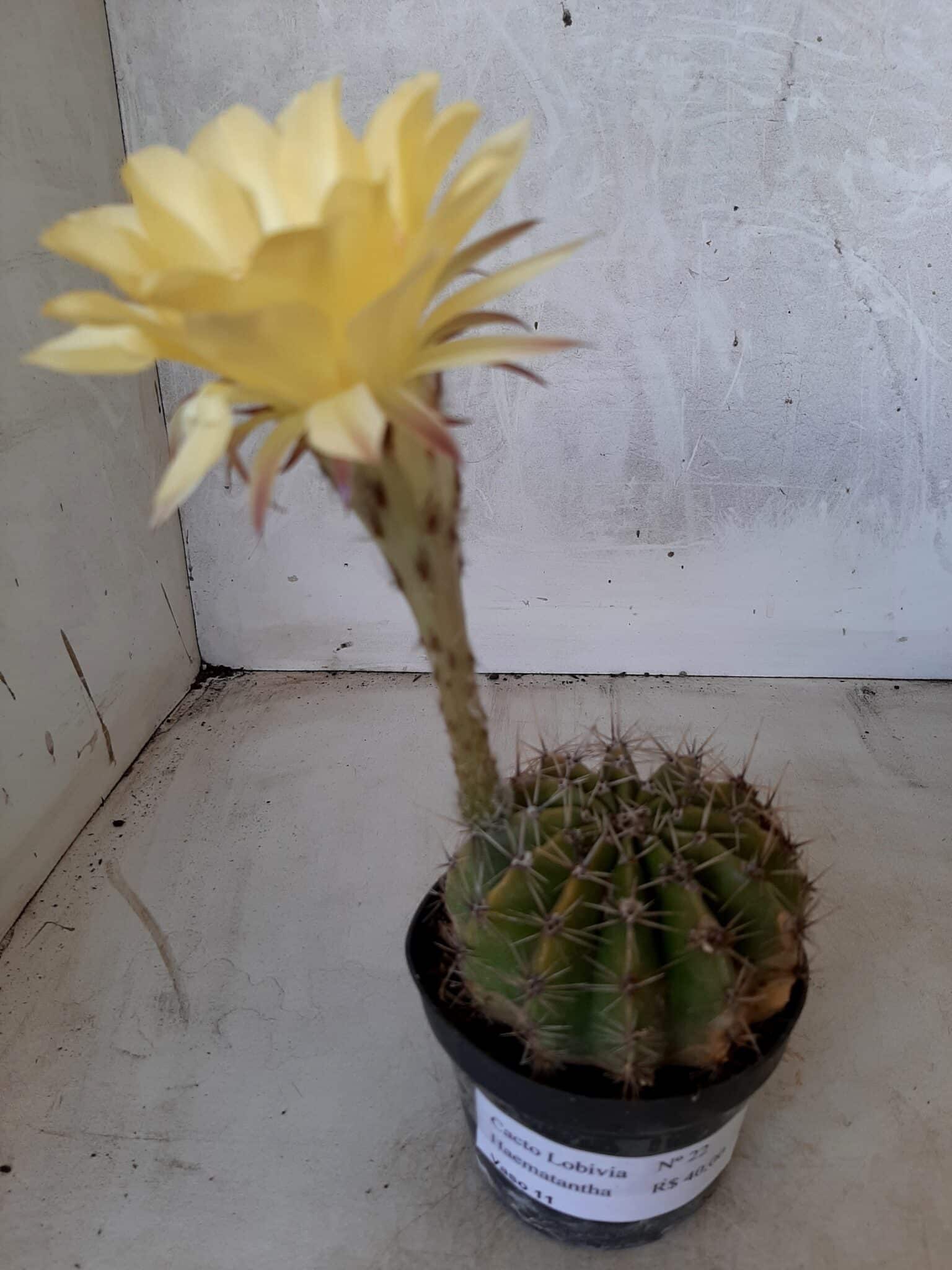 Cacto Lobivia Haematantha Nº 22 - vaso 11