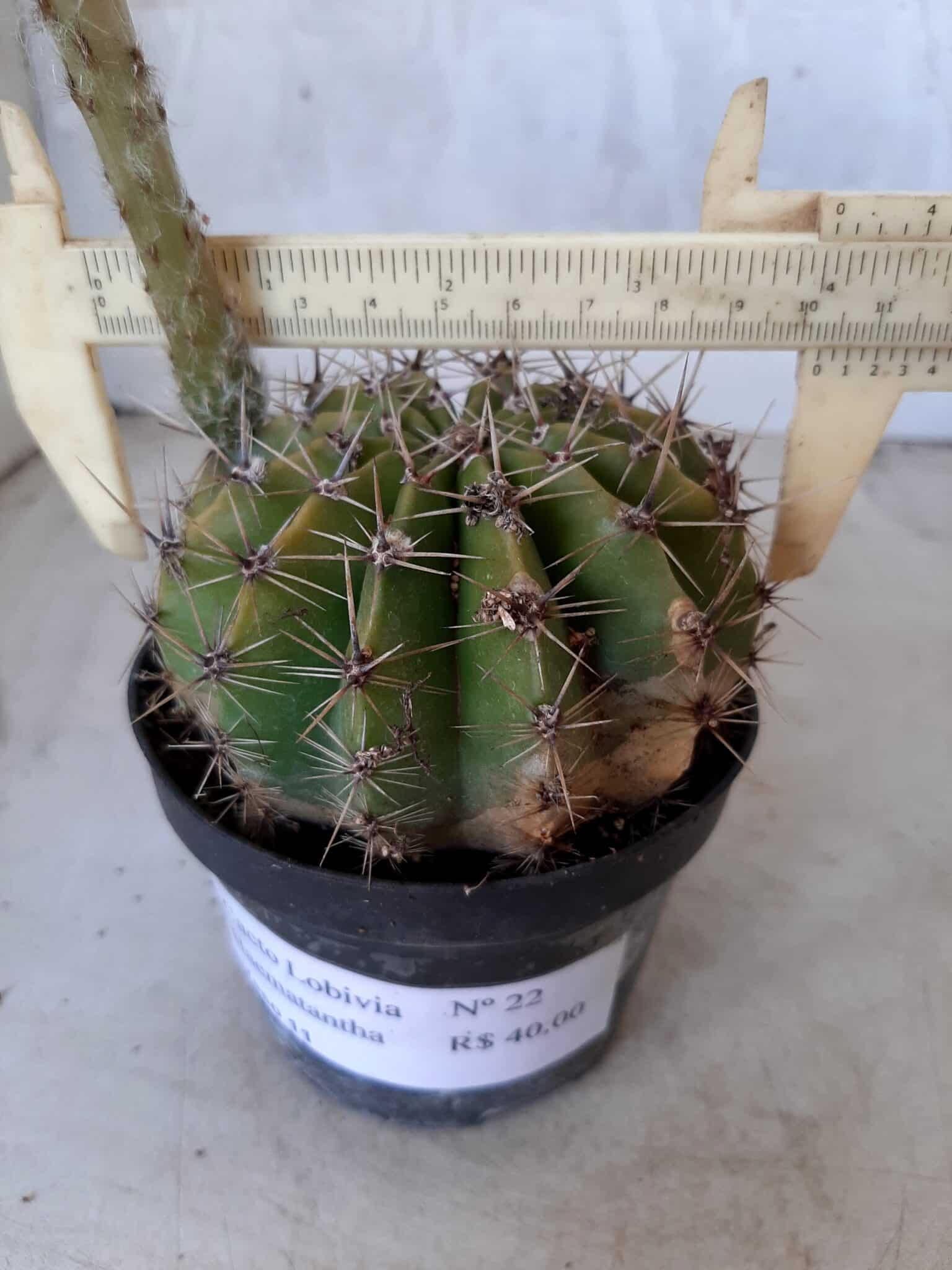 Cacto Lobivia Haematantha Nº 22 - vaso 11