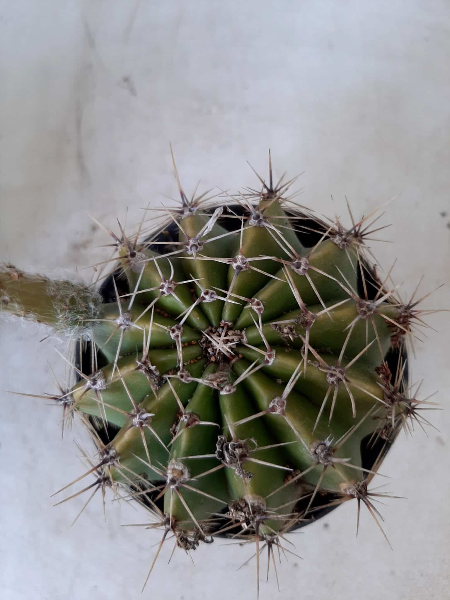 Cacto Lobivia Haematantha Nº 22 - vaso 11
