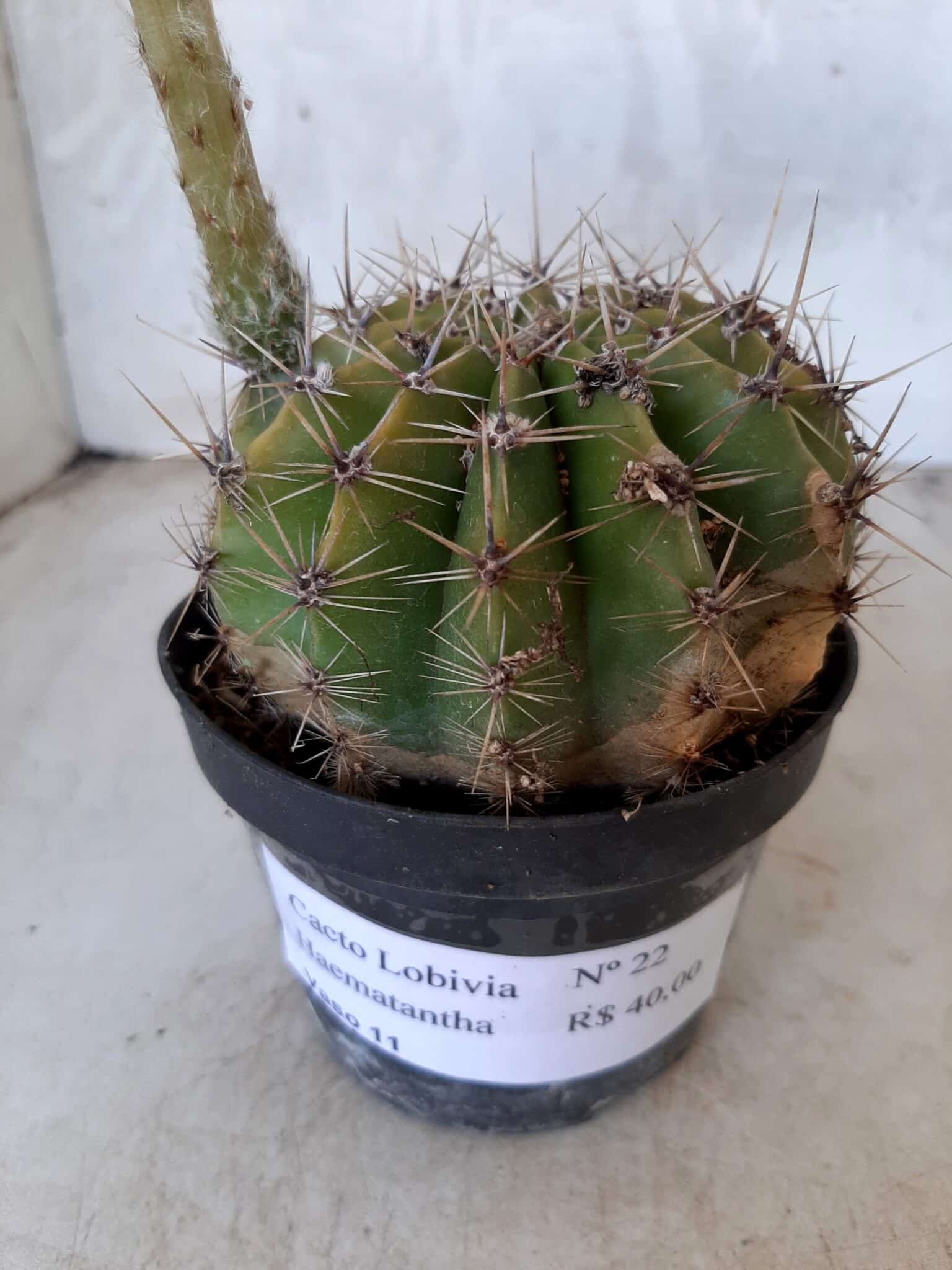 Cacto Lobivia Haematantha Nº 22 - vaso 11