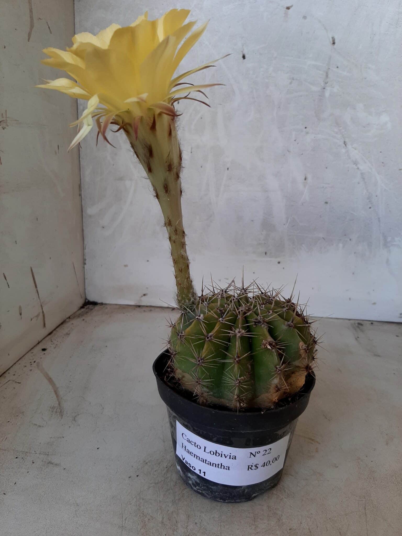 Cacto Lobivia Haematantha Nº 22 - vaso 11