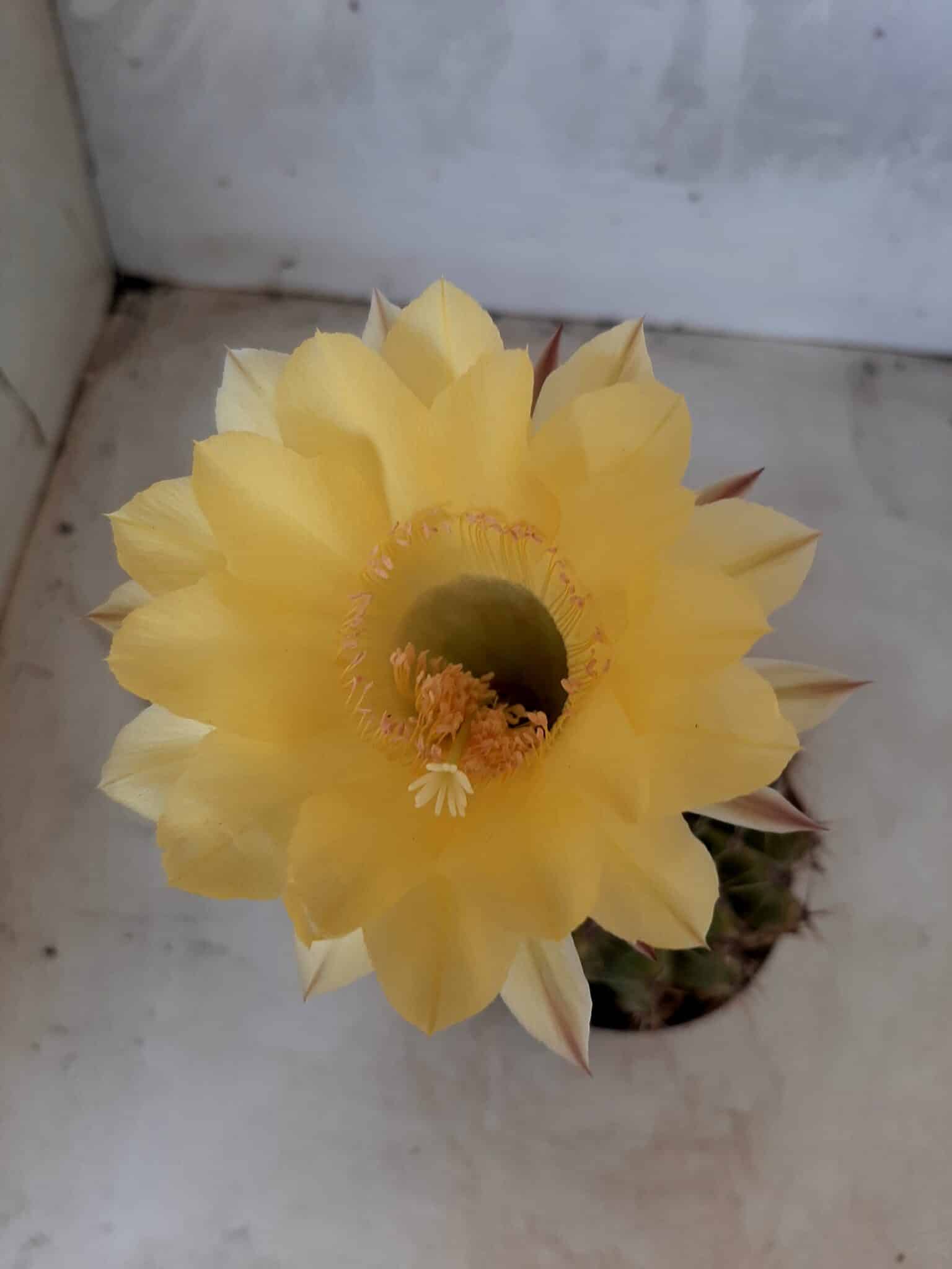 Cacto Lobivia Haematantha Nº 22 - vaso 11