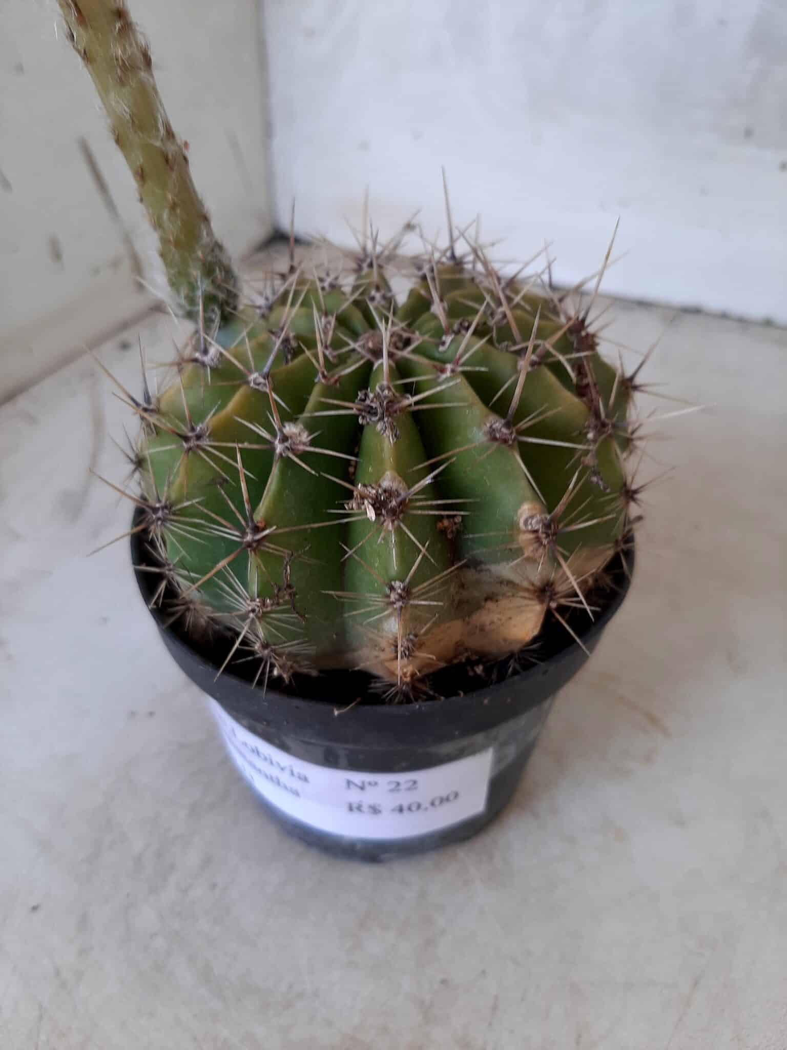 Cacto Lobivia Haematantha Nº 22 - vaso 11