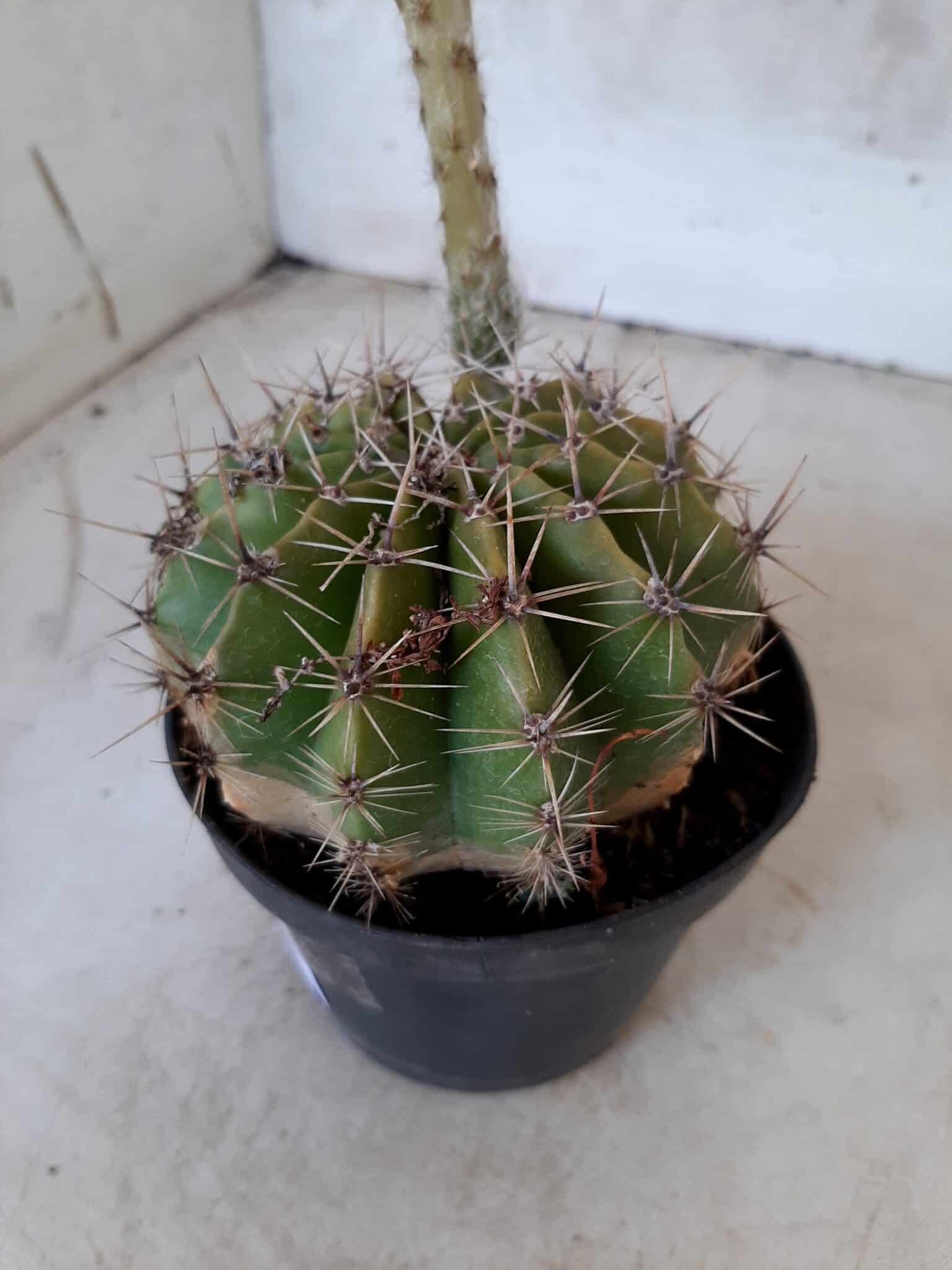 Cacto Lobivia Haematantha Nº 22 - vaso 11