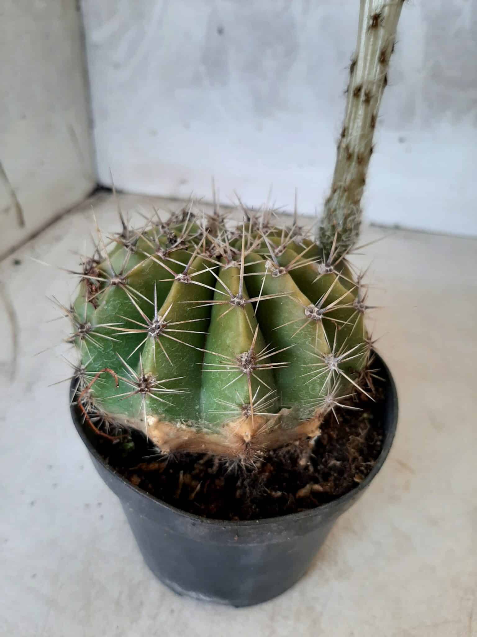 Cacto Lobivia Haematantha Nº 22 - vaso 11