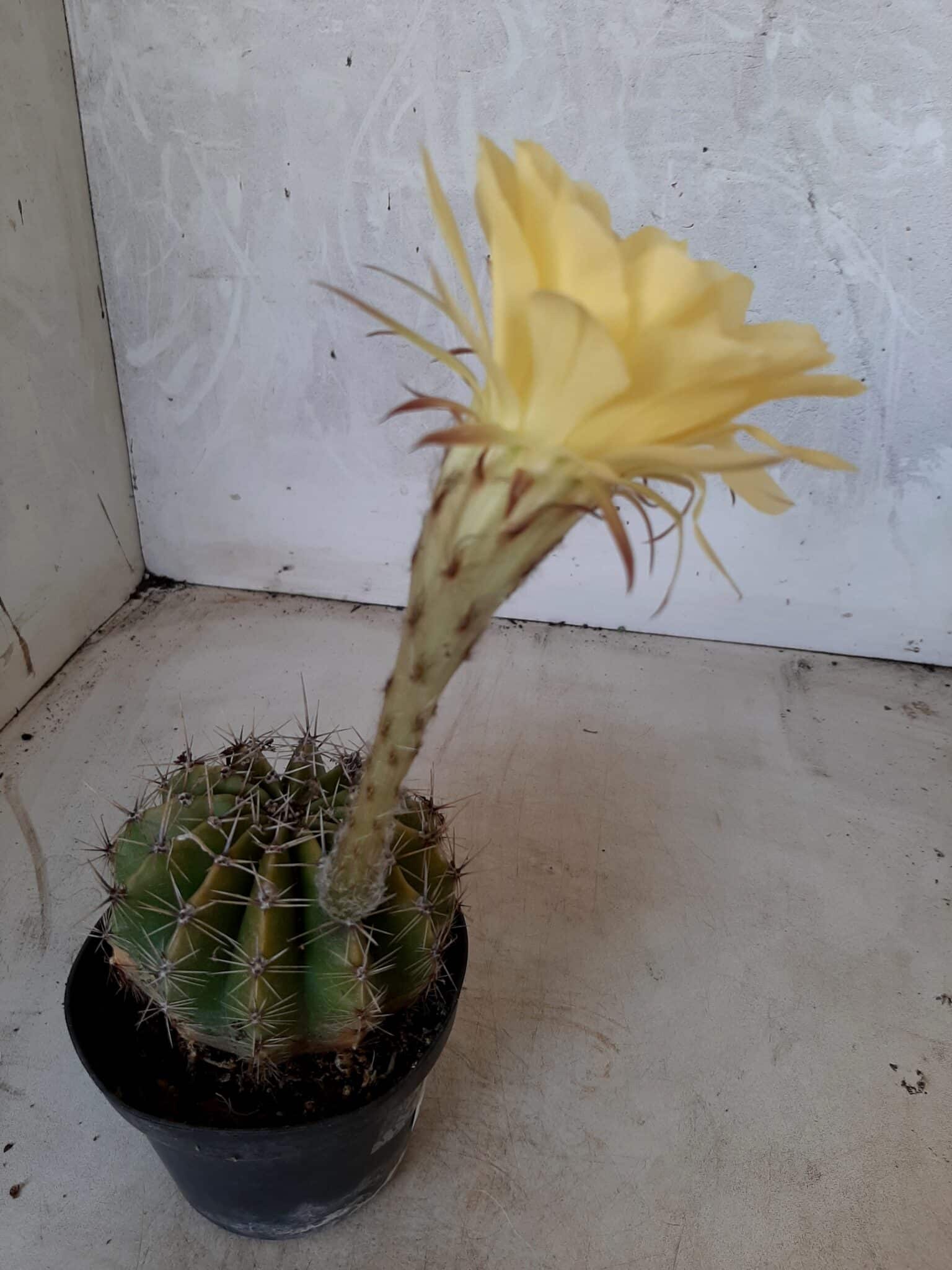 Cacto Lobivia Haematantha Nº 22 - vaso 11