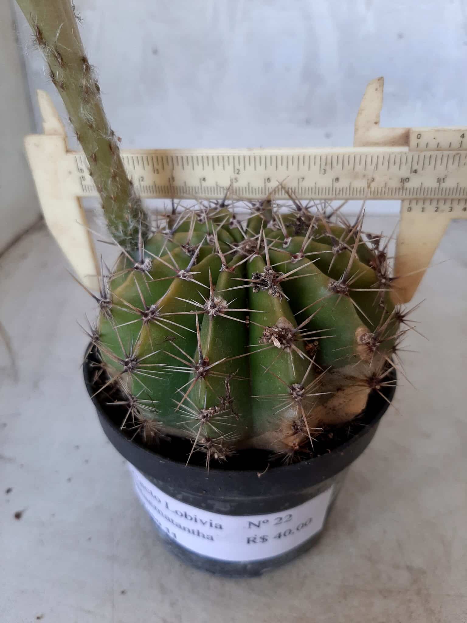 Cacto Lobivia Haematantha Nº 22 - vaso 11