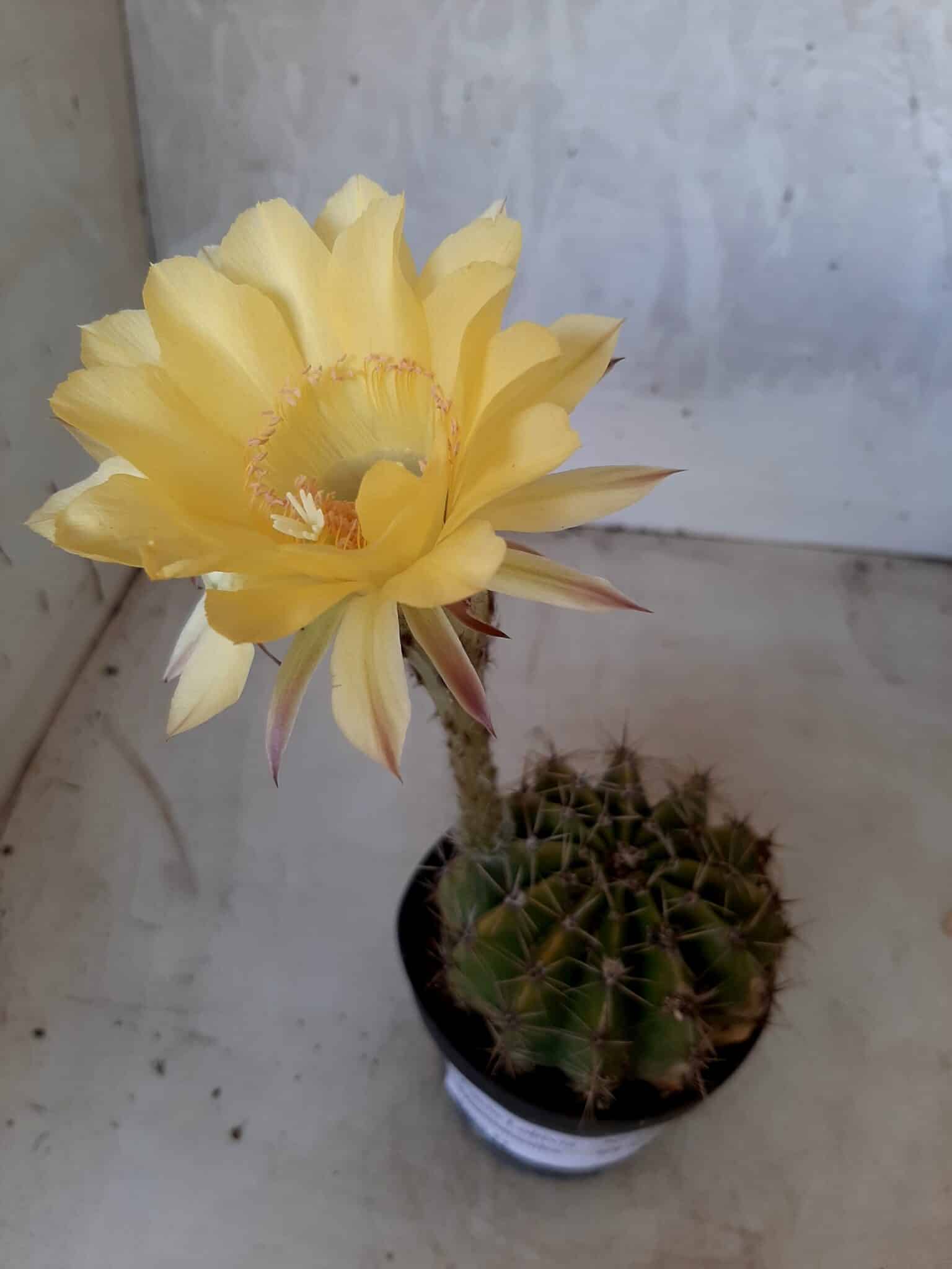Cacto Lobivia Haematantha Nº 23 - vaso 11