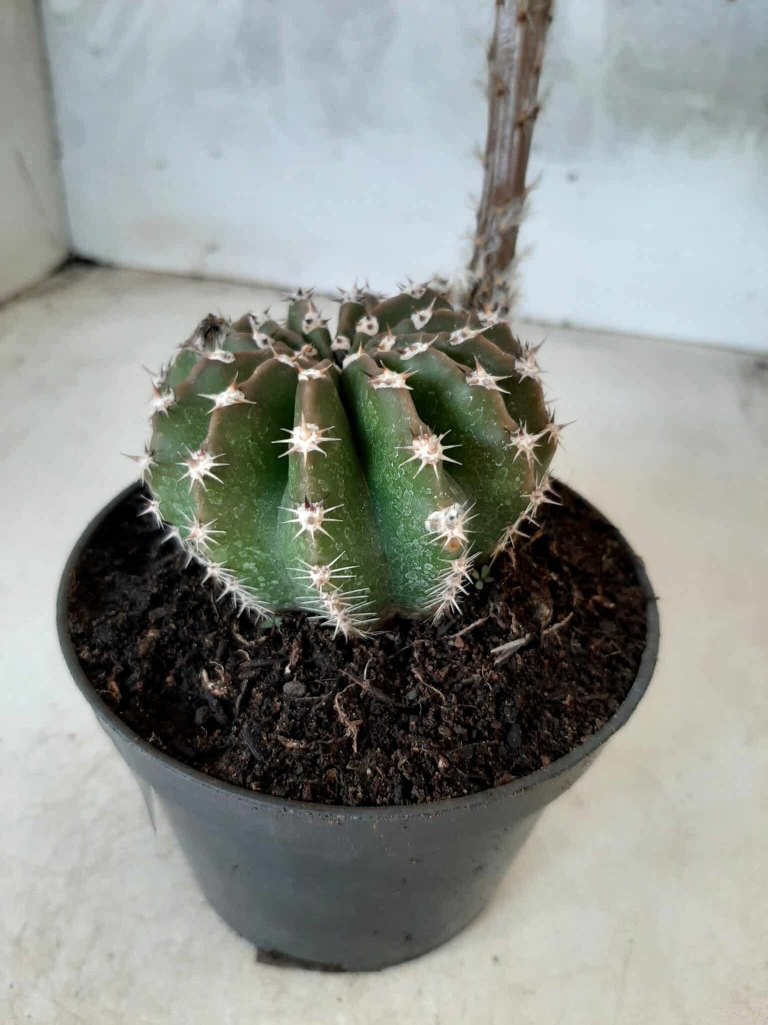 Cacto Lobivia Haematantha Nº 23 - vaso 11