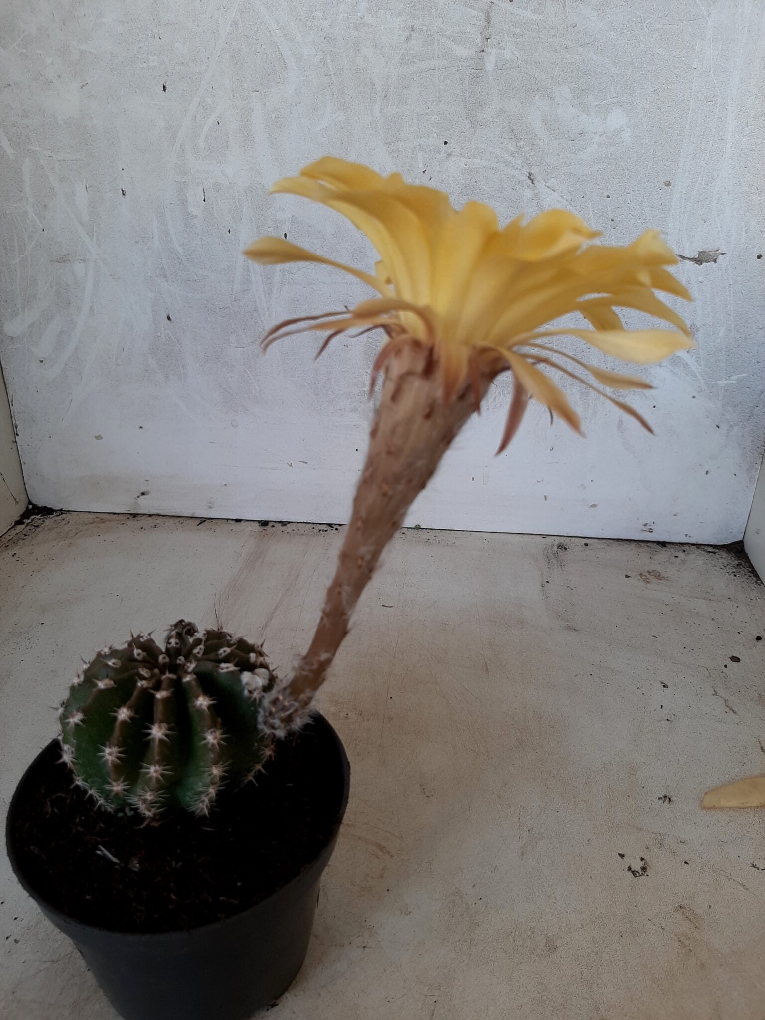 Cacto Lobivia Haematantha Nº 23 - vaso 11