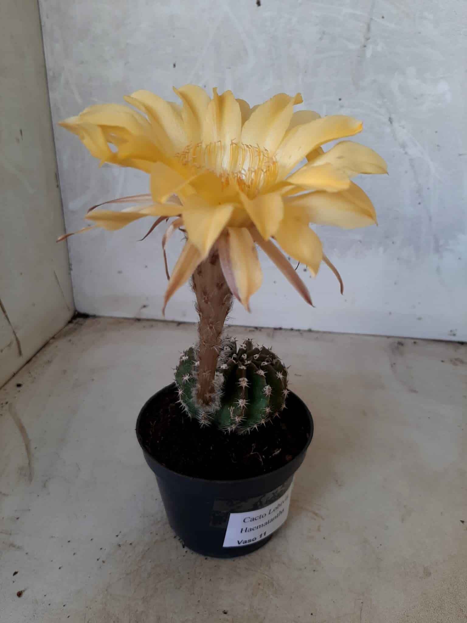Cacto Lobivia Haematantha Nº 23 - vaso 11