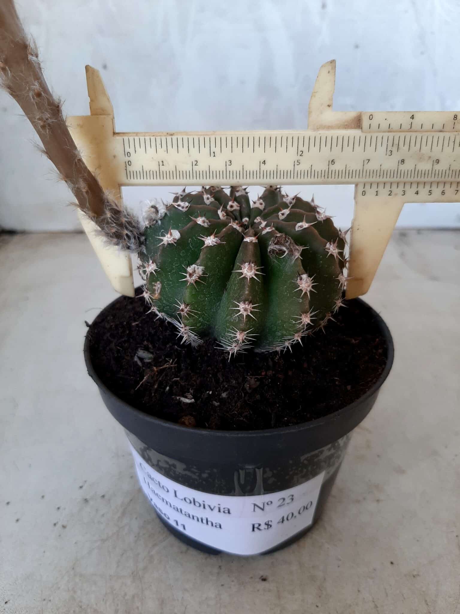 Cacto Lobivia Haematantha Nº 23 - vaso 11