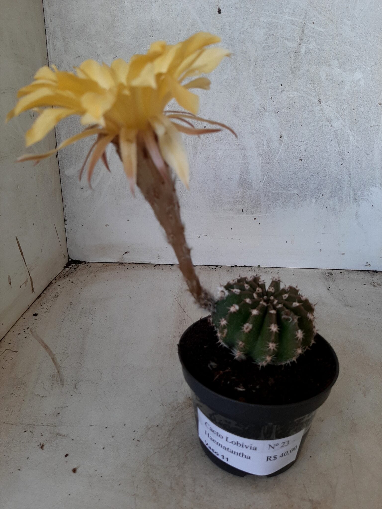 Cacto Lobivia Haematantha Nº 23 - vaso 11