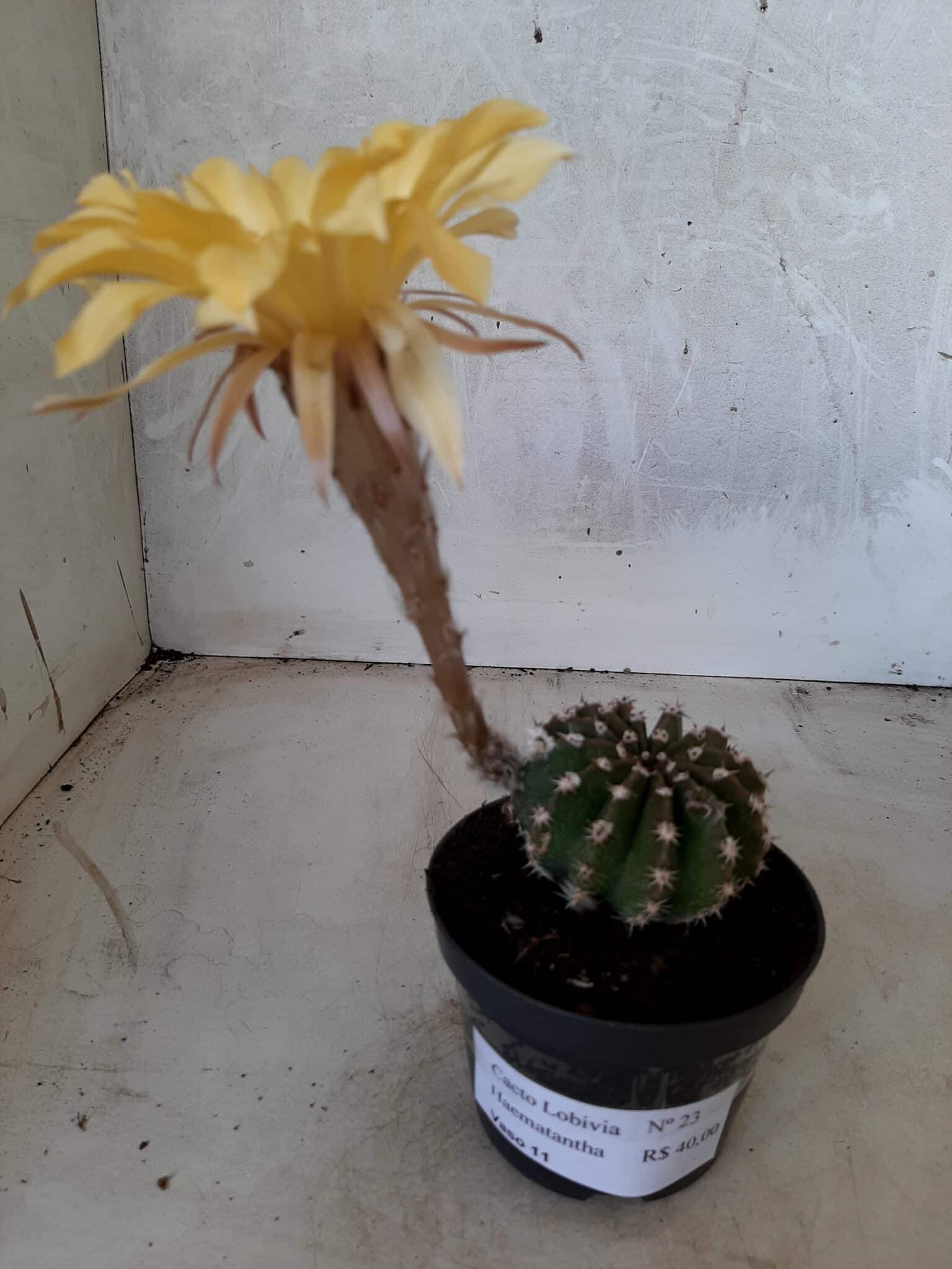 Cacto Lobivia Haematantha Nº 23 - vaso 11