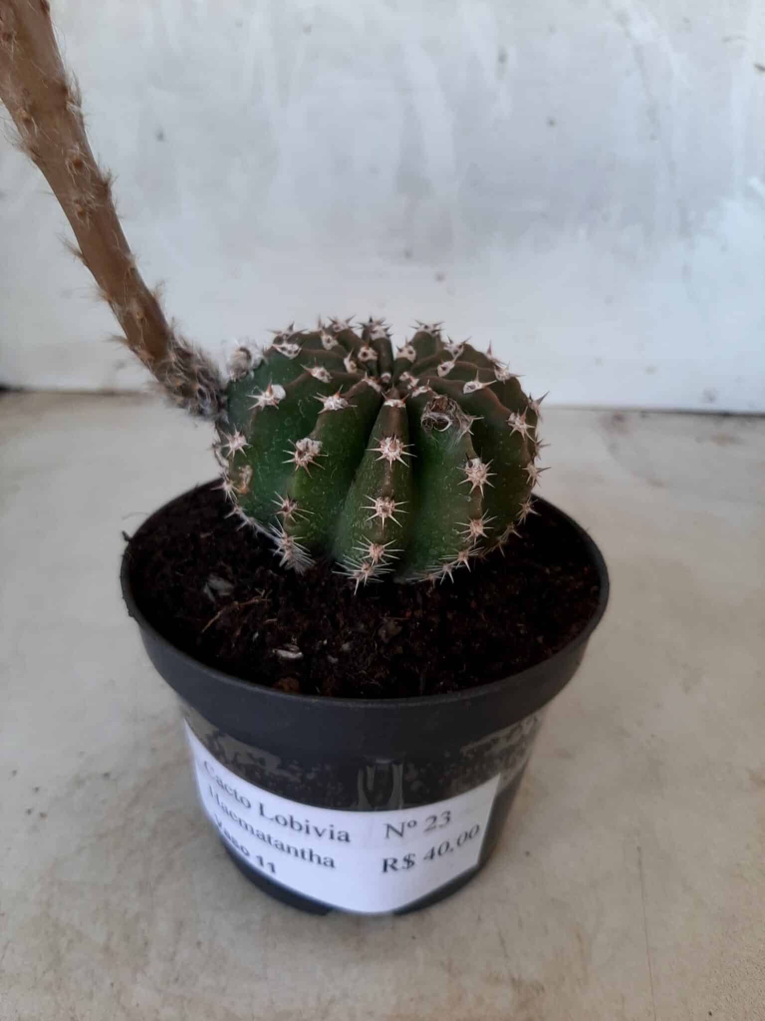 Cacto Lobivia Haematantha Nº 23 - vaso 11