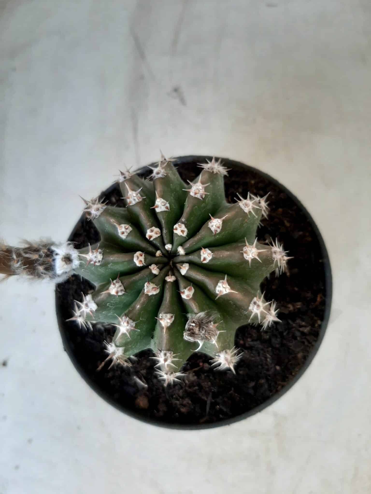 Cacto Lobivia Haematantha Nº 23 - vaso 11