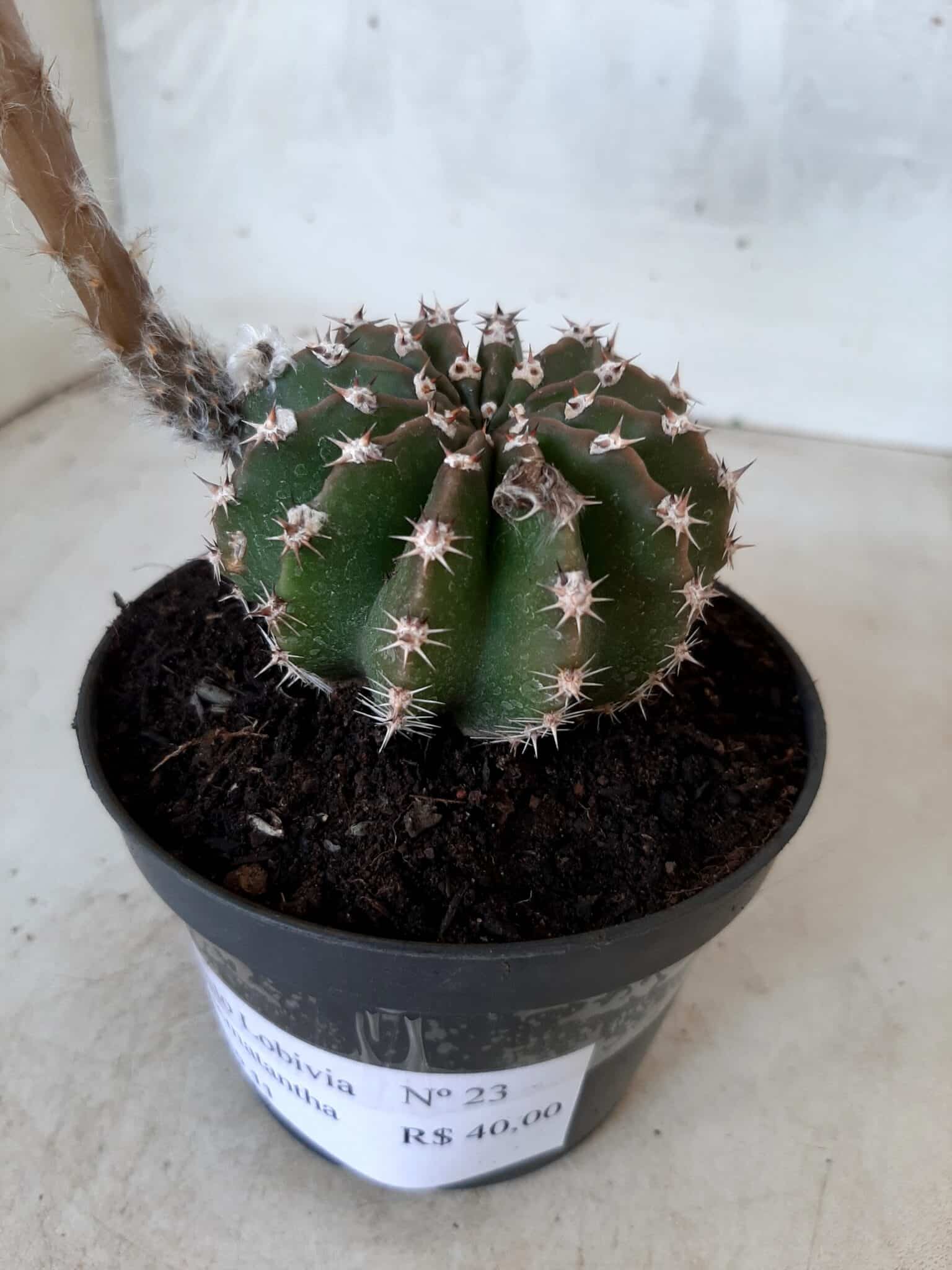 Cacto Lobivia Haematantha Nº 23 - vaso 11