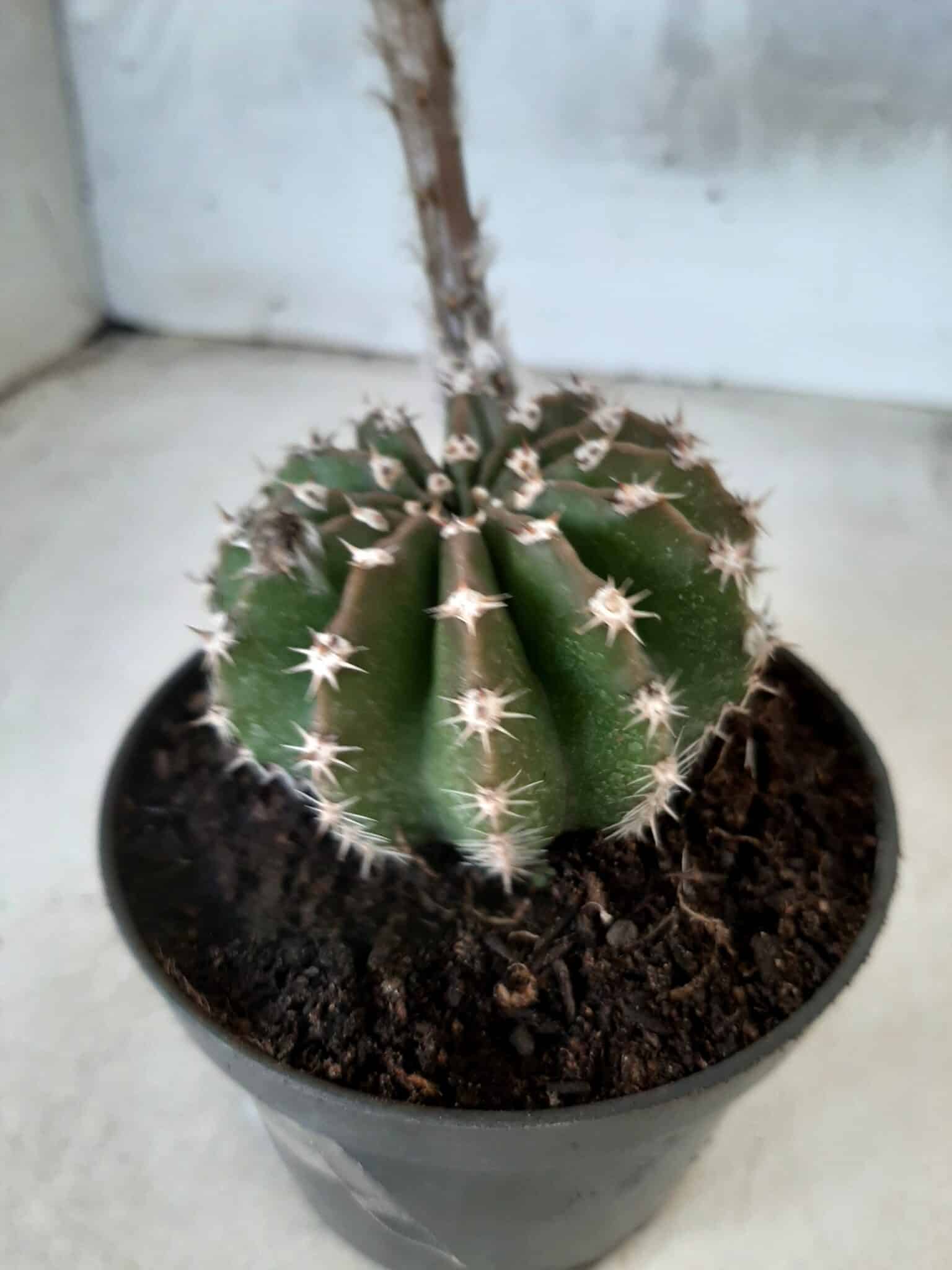 Cacto Lobivia Haematantha Nº 23 - vaso 11
