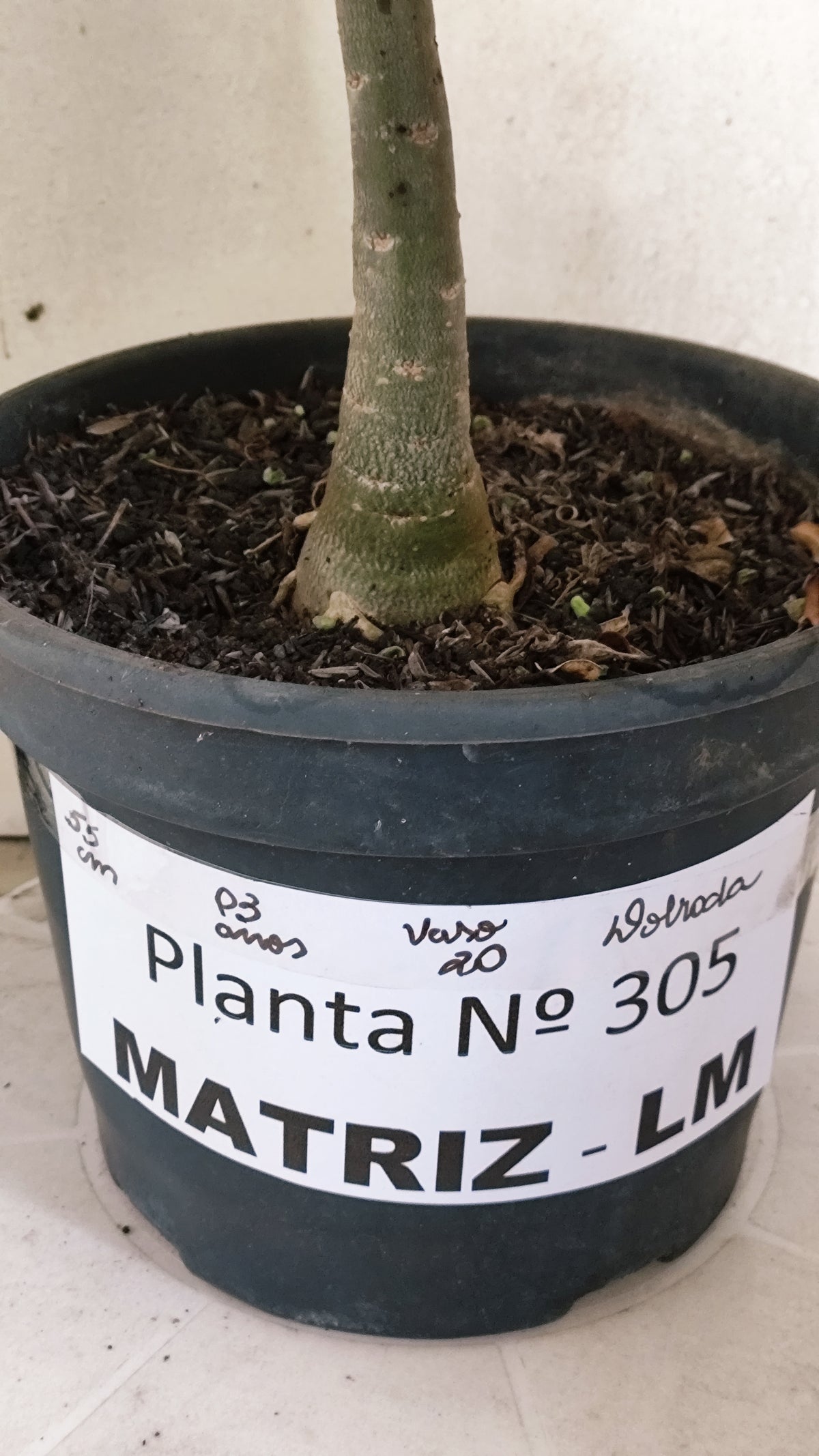Matriz Planta Dobrada 305 –  55cm – 03 anos - Vaso 20